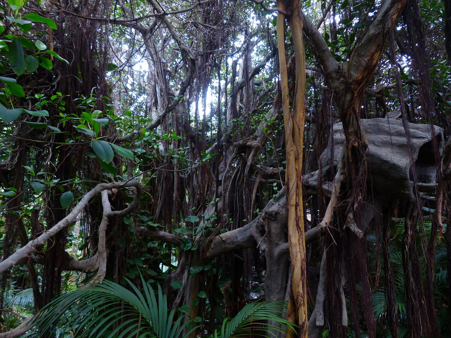 Fotografia trzecia prezentuje średnie piętro lasu równikowego, widoczne liany zwisające z drzew. Las jest gęsto porośnięty roślinami i panuje w nim półmrok.
