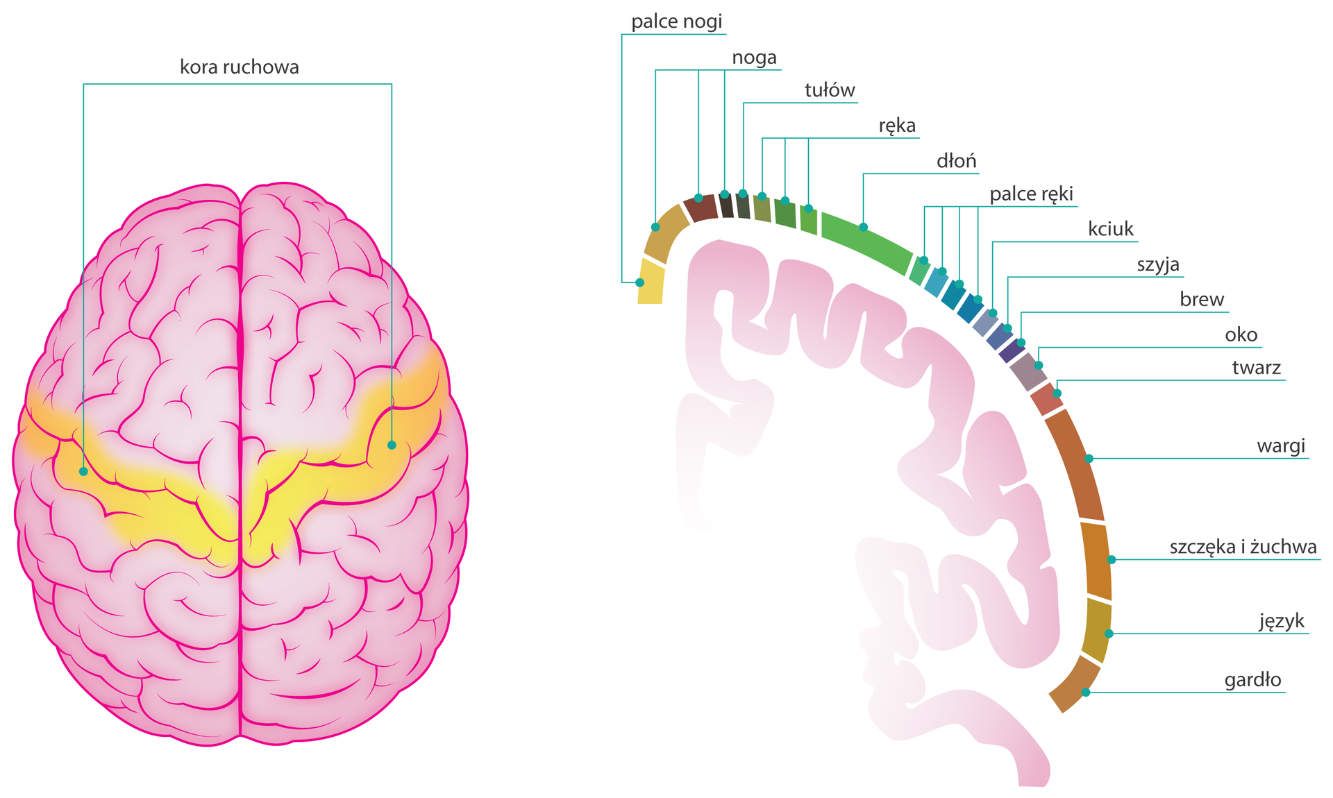 Ilustracja przedstawia z lewej różowy mózg z góry. Żółty pas przez środek oznacza korę ruchową. Z prawej delikatny różowy zarys kory mózgowej , obok kolorowe odcinki symbolizują narządy. Od góry, kolejno są to: palce nogi, noga, tułów, ręka, dłoń, palce ręki, kciuk, szyja, brew, oko, twarz, wargi, szczęka i żuchwa, język i gardło. Kora mózgowa kieruje ich świadomymi ruchami. Największy obszar zajmują wargi i dłoń.