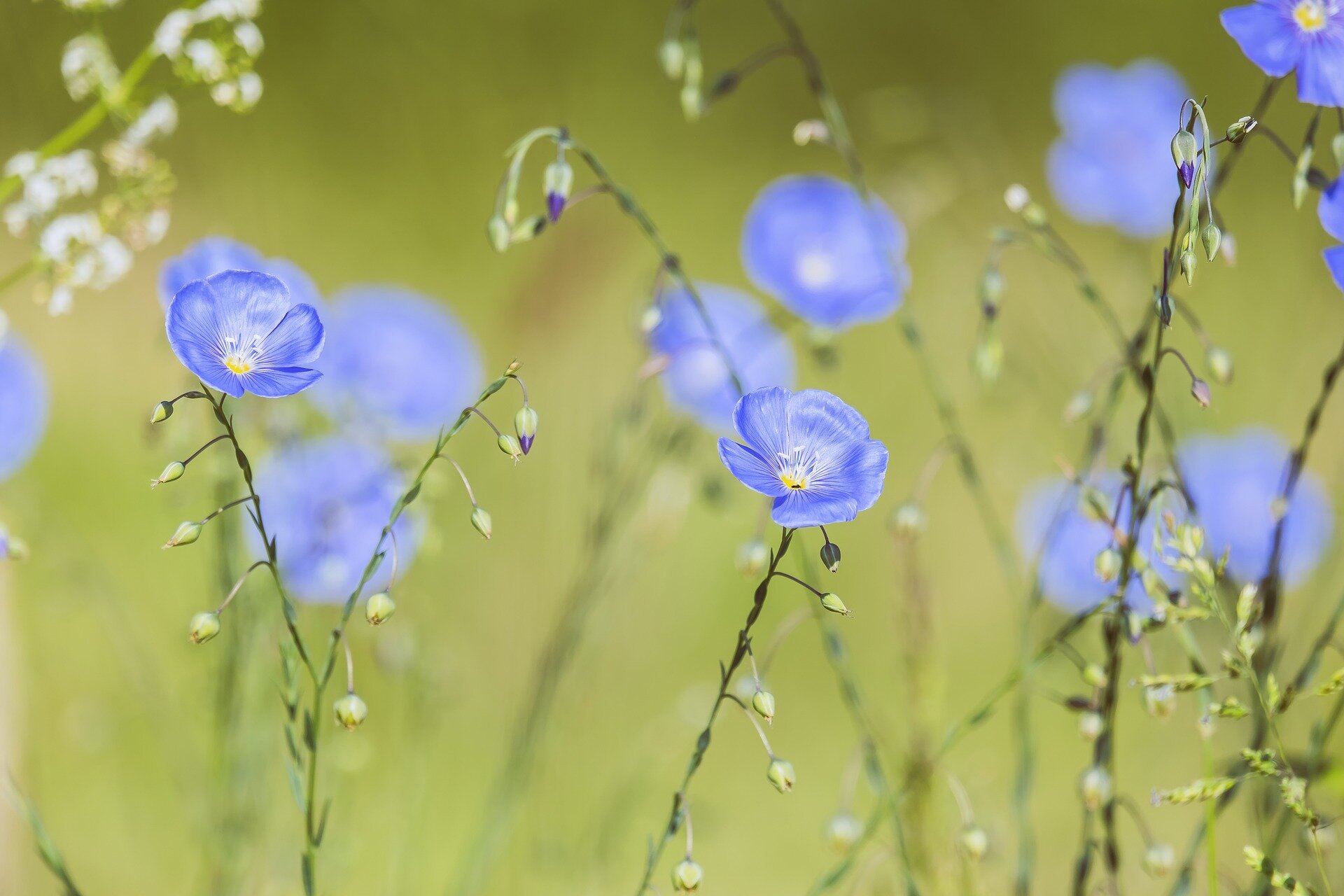 Grafika przedstawia kwiaty lnu. Błękitne, pięciopłatkowe kwiatki znajdują się na końcach cieniutkich łodyżek. 