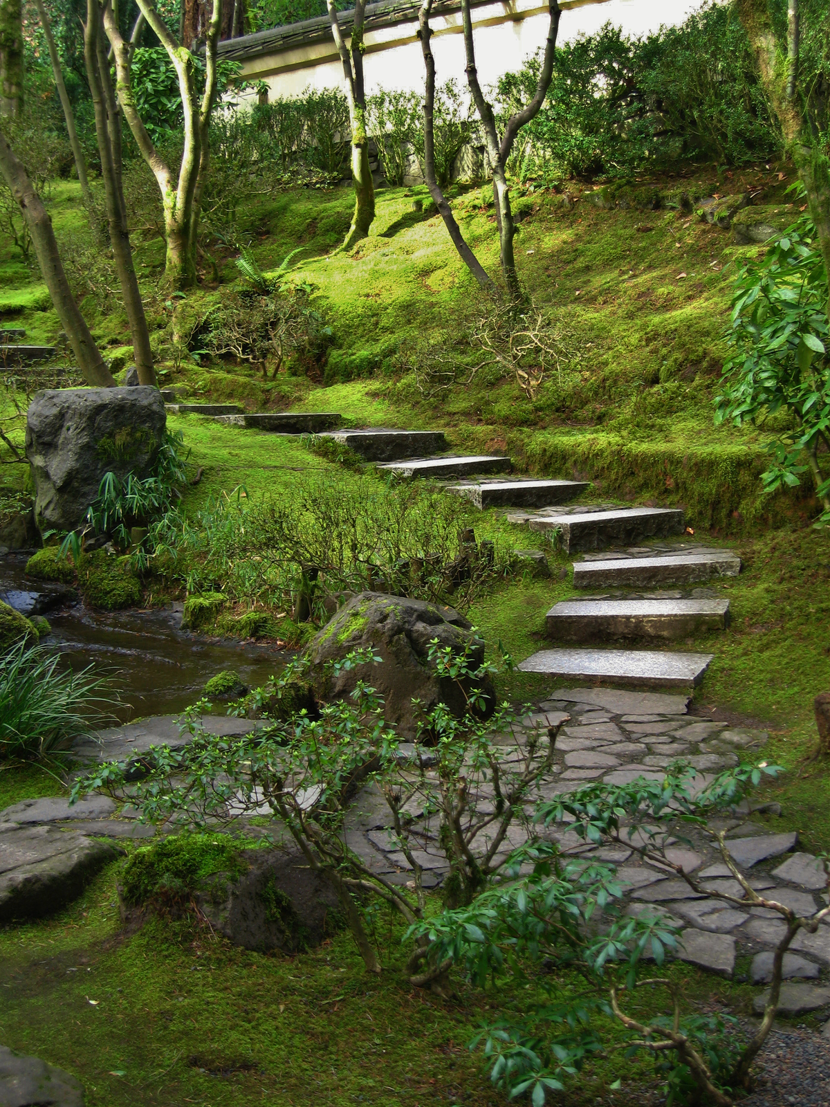 Fotografia przedstawia wnętrze japońskiego ogrodu. U góry ogród zamknięty jest białym murem. Pod nim rośnie kilka drzew o cienkich pniach. Kamienne płyty stają się schodami i wiodą w głąb ogrodu, między drzewa. Przy płytach i pod drzewami rośnie żółtozielony dywan z mchów. Z lewej strony fotografii znajdują się kawałki skał i zbiornik wody. Na pierwszym planie niewielki rododendron.