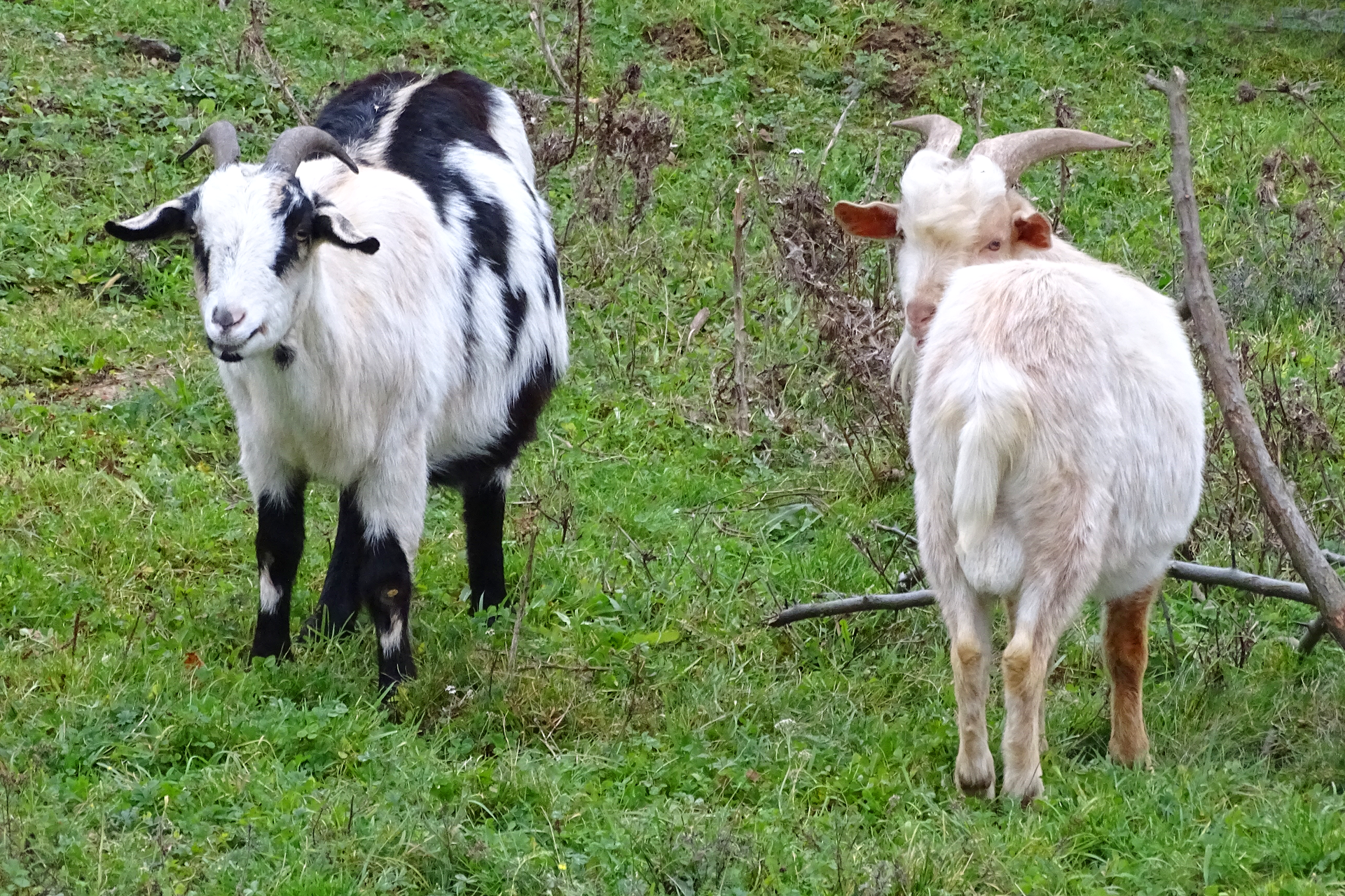 Fotografia prezentuje dwie kozy stojące na trawie. Pierwsza biała stoi odwrócona tyłem, druga biała w czarne łaty stoi przodem. Kozy są niewielkich rozmiarów. Obie mają na głowie rogi skierowane lekko w tył. Uszy mają skierowane w bok. Biała koza ma na brodzie dłuższą sierść, która wisi w dół.