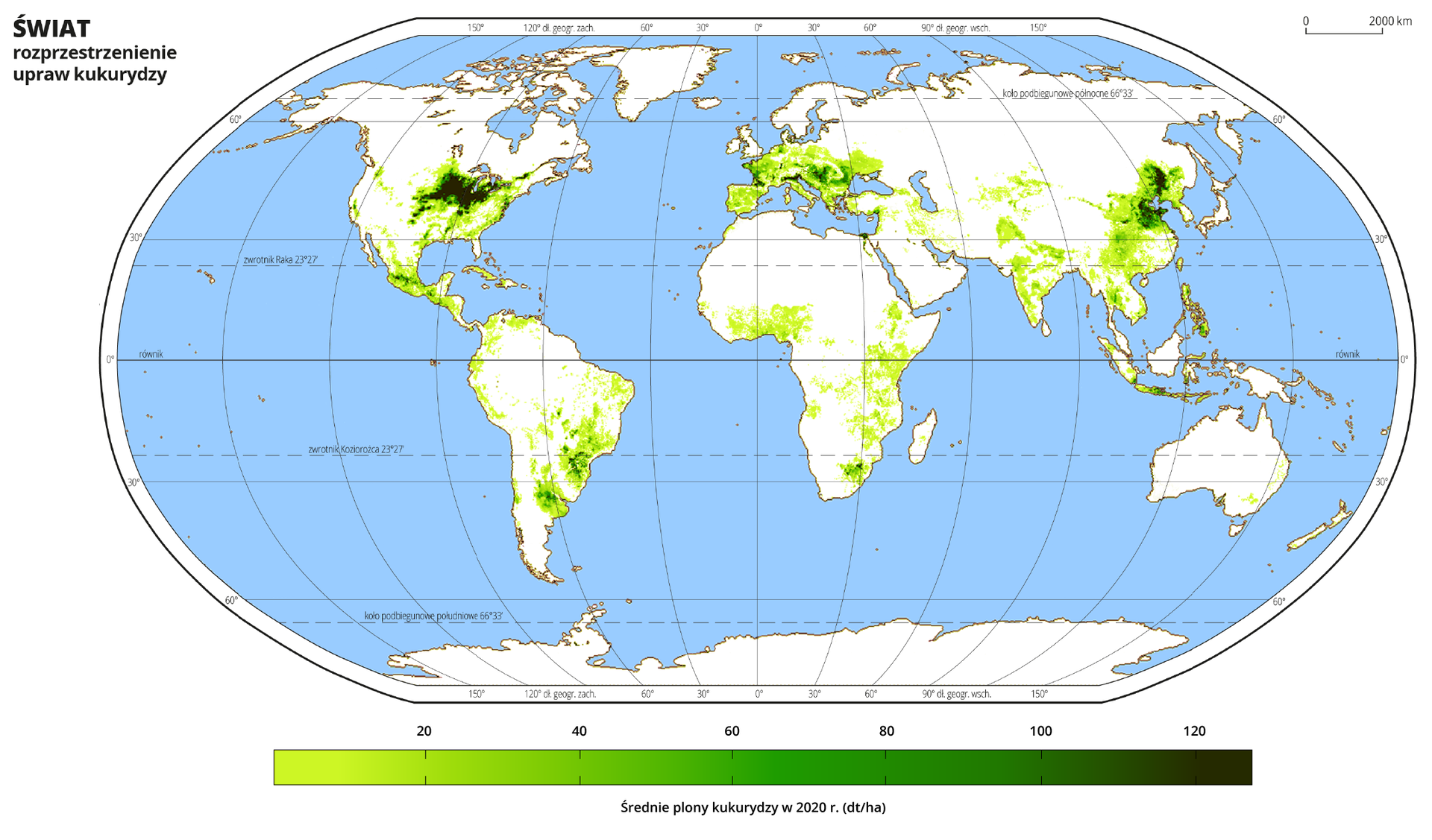Ilustracja przedstawia mapę świata. Wody zaznaczono kolorem niebieskim. Na mapie odcieniami koloru zielonego zaznaczono średnie plony kukurydzy w decytonach z hektara w dwa tysiące dwudziestym roku. Najjaśniejszym odcieniem koloru zielonego oznaczono obszary, na których średnie plony kukurydzy wynoszą poniżej dwudziestu decyton z hektara, a najciemniejszym obszary, na których plony kukurydzy przekraczają sto dwadzieścia decyton z hektara. Mapa pokryta jest równoleżnikami i południkami. Dookoła mapy w białej ramce opisano współrzędne geograficzne co dwadzieścia stopni. Uprawy dominują na półkuli północnej. Największe występują w północno‑wschodniej części USA, na południe od Wielkich Jezior. Uzyskiwane są tam bardzo wysokie plony. Występują również w środkowym Meksyku. Kukurydzę uprawia się w większości Europy, z wyłączeniem Wielkiej Brytanii, Skandynawii, rejonu położonego na północ od Ukrainy. Na większości obszaru notuje się plony o średniej wielkości, największe notowane są w zachodniej i południowo‑zachodniej Francji, północnych Włoszech, w rejonie pomiędzy Serbią a Węgrami. W Azji występują na terenie Indii, choć nie są tam notowane wysokie wartości plonów. Największy areał posiadają Chiny, gdzie w północno‑wschodniej części (w rejonie Morza Żółtego), notowane są bardzo wysokie plony. Uprawy występują również między innymi na terenie Filipin i w Indonezji. W Afryce Kukurydzę uprawia się nad Zatoką Gwinejską i w pasie na wschodnim wybrzeżu, od południowej Etiopii do linii Zwrotnika Koziorożca. Największe plony uzyskuje się we wschodniej części RPA. W Ameryce Południowej kukurydzę uprawia się wzdłuż północno‑zachodniego wybrzeża, a także we wschodniej i południowo‑wschodniej Brazylii (gdzie notuje się największe plony, podobnie jak w północno‑wschodniej części Argentyny, na zachód od ujścia Parany).