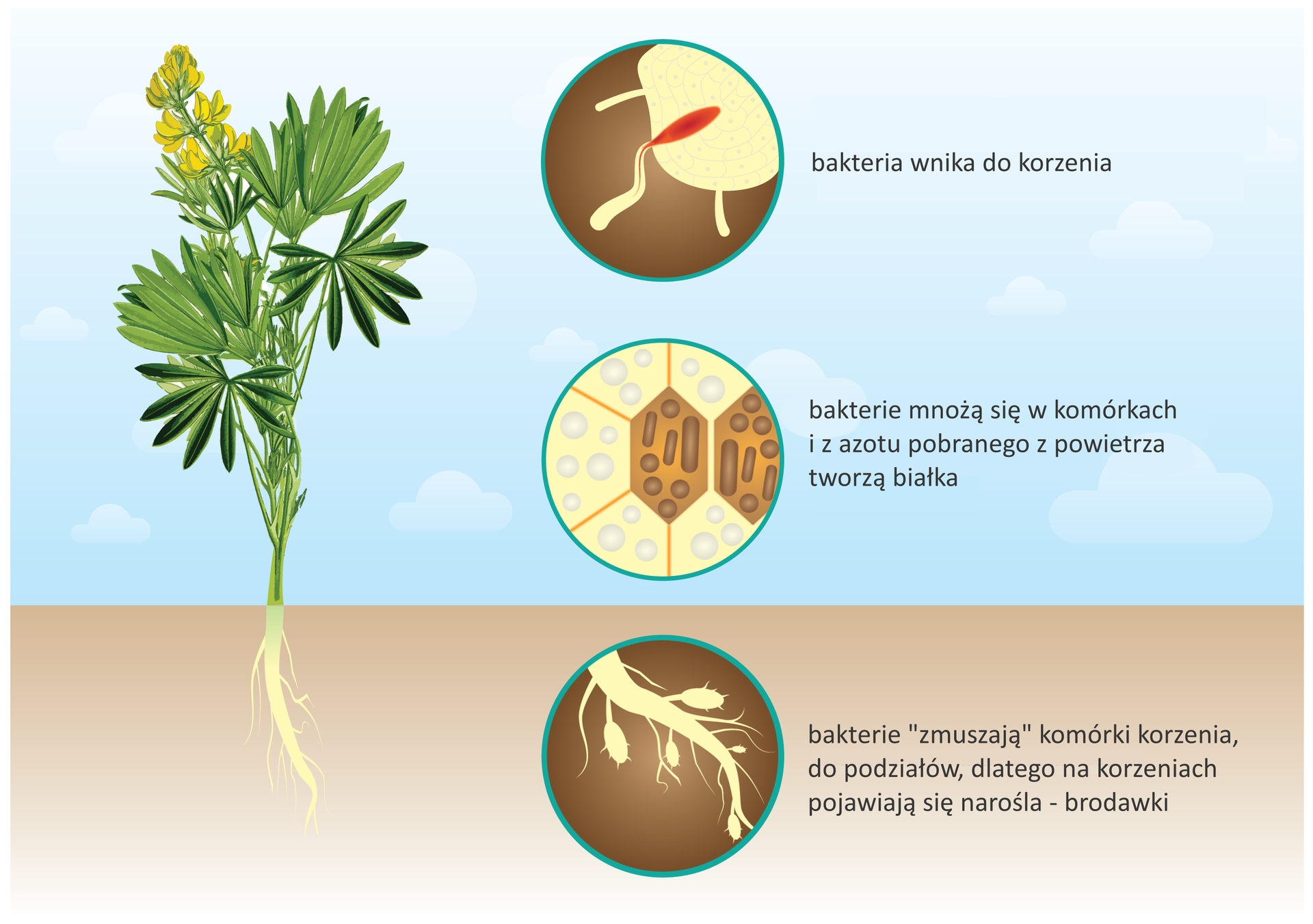 Ilustracja przedstawia po lewej roślinę łubinu z zielonymi liśćmi, żółtymi kwiatami i białymi korzeniami. Po prawej w pionie są trzy koła z opisami. U góry na brązowym tle narysowano biały fragment korzenia ze zgrubieniami. Są to tak zwane brodawki, w których żyją bakterie. Środkowe koło przedstawia wielokątne, pomarańczowe komórki korzenia, w dwóch z nich znajdują się szaro brązowe bakterie brodawkowe. Pobierają one azot z powietrza i budują z niego białka. Dolne kółko przedstawia na brązowym tle biały fragment korzenia, do którego wnika czerwona, podłużna bakteria