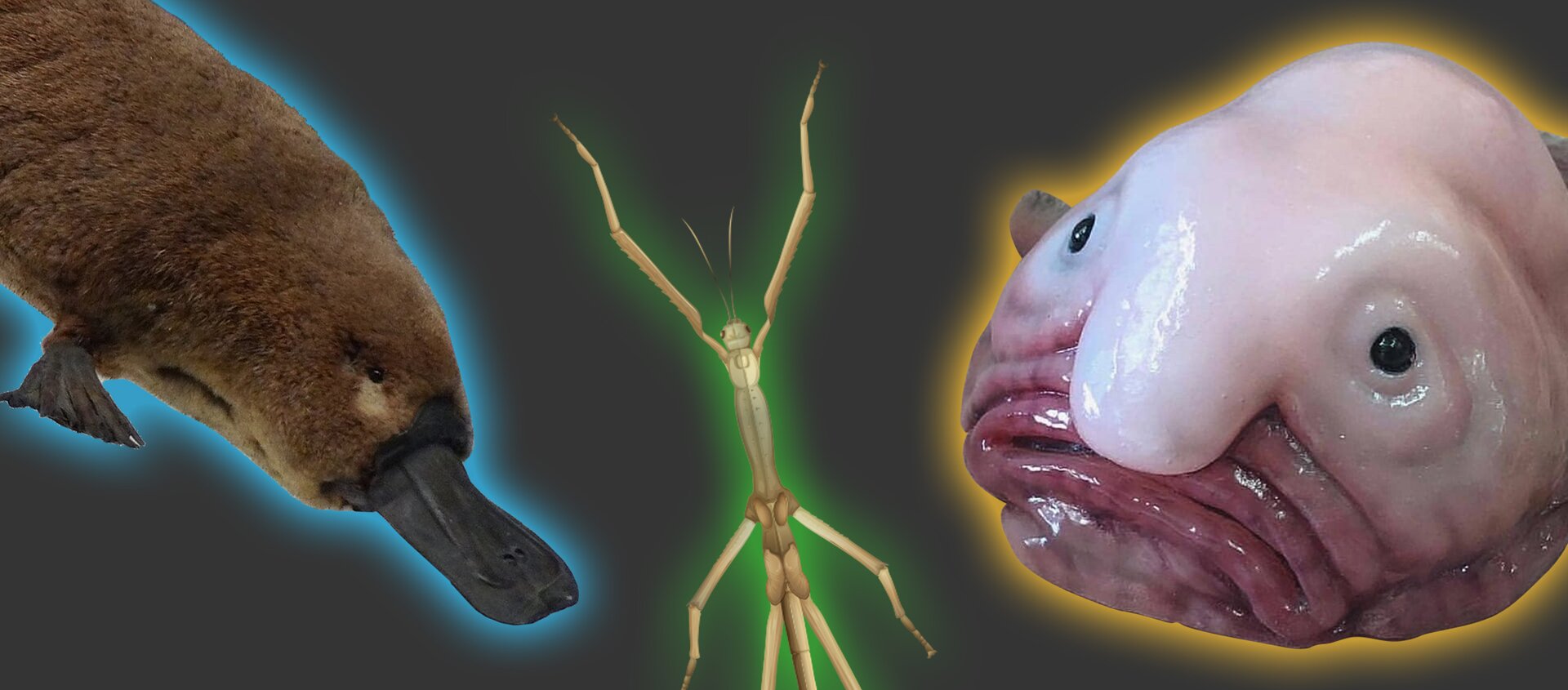 Grafika przedstawia zdjęcia trzech egzotycznych zwierząt. Od lewej widoczny jest dziobak australijski, o ciele pokrytym brązowym futrem i z szerokim płaskim dziobem. Na prawo od niego widoczny jest owad patyczak o ciele przypominającym wyglądem patyki lub gałązki w odcieniach brązu oraz zieleni. Po prawej stronie widoczna jest ryba zwana blobfish, czyli ryba zamieszkująca głębokie wody, której głowa przypomina ludzką twarz bez kości. Ryba ma „obwisły” nos i szerokie usta.