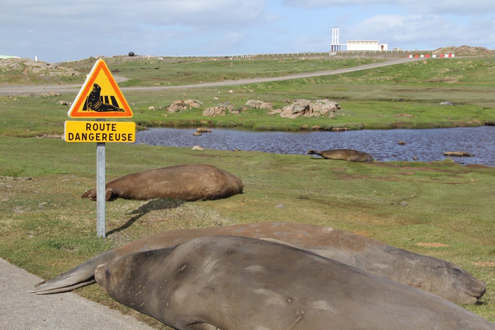 Zdjęcie przedstawia słonie morskie leżące na trawie. Widoczny znak ostrzegawczy z wizerunkiem słonia morskiego i napisem: Route dangereuse.  Słonie morskie przypominają foki. 