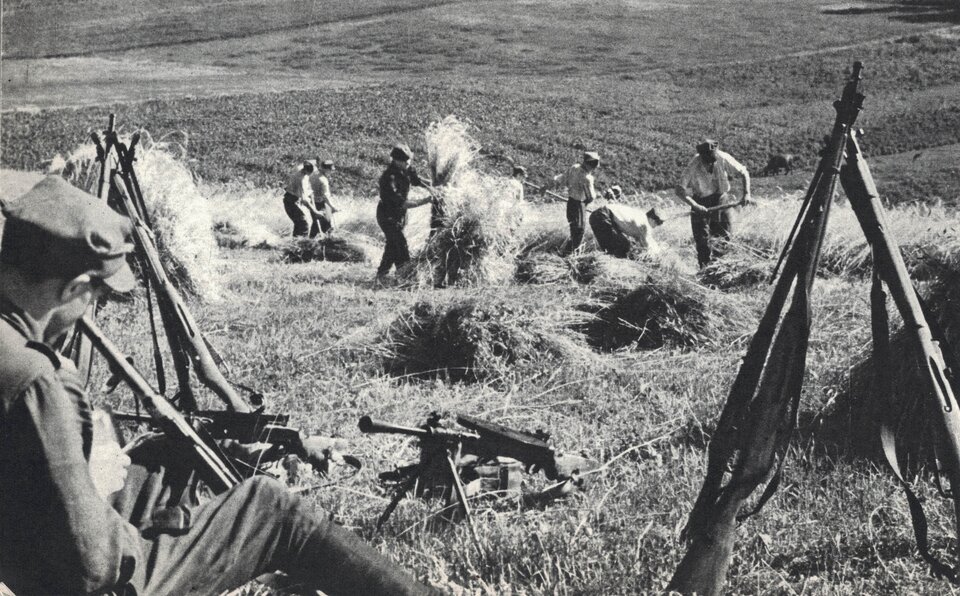 Zdjęcie przedstawia żniwa. Na polu widać żołnierzy - żniwiarzy koszących zboże kosami. Widać mężczyzn stawiających snopy. Widać także siedzącego żołnierza pilnującego broni.