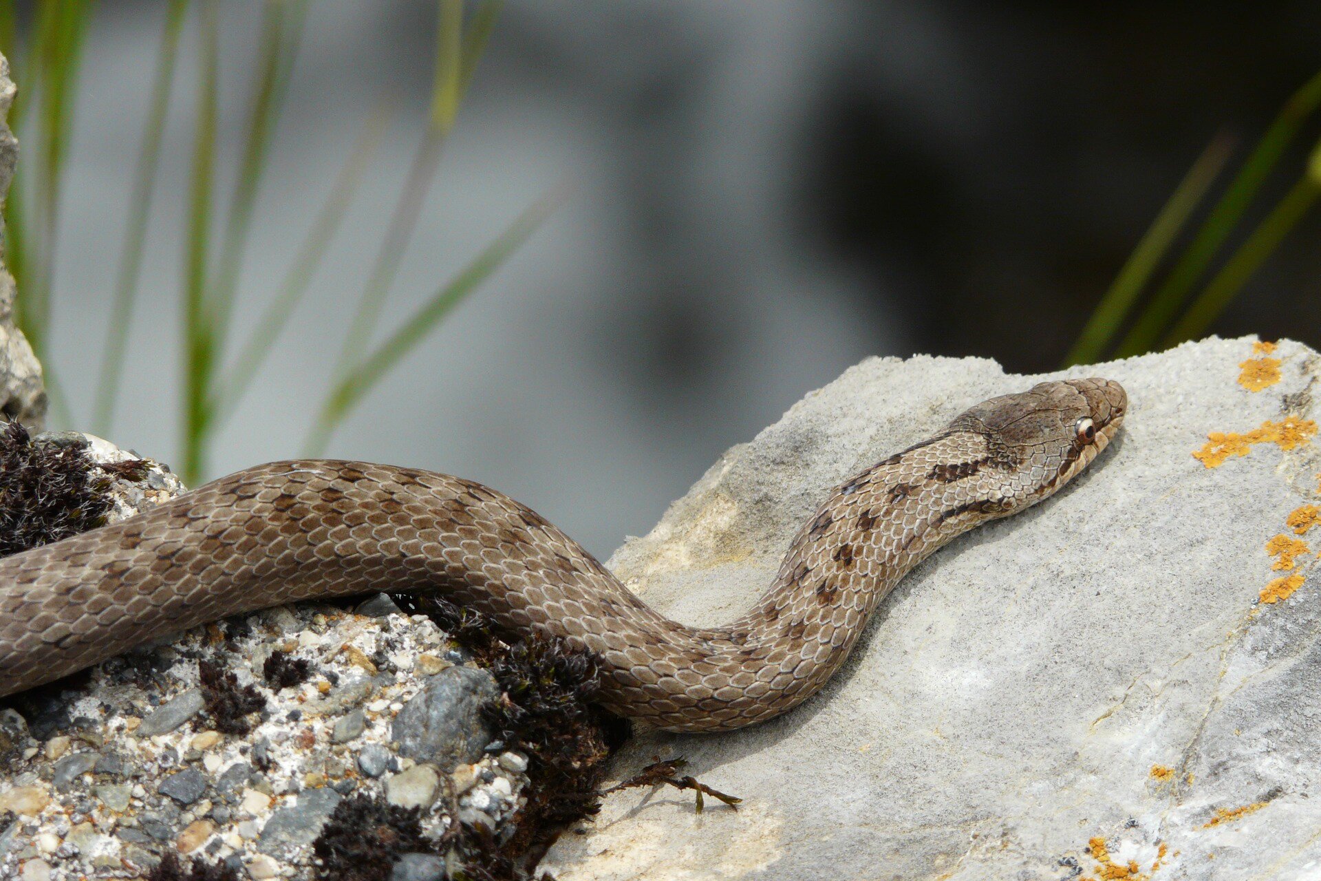 Fotografia przedstawia z góry brązowego węża - gniewosza, leżącego na szarym kamieniu. Ciało pokryte gładkimi, romboidalnymi łuskami.