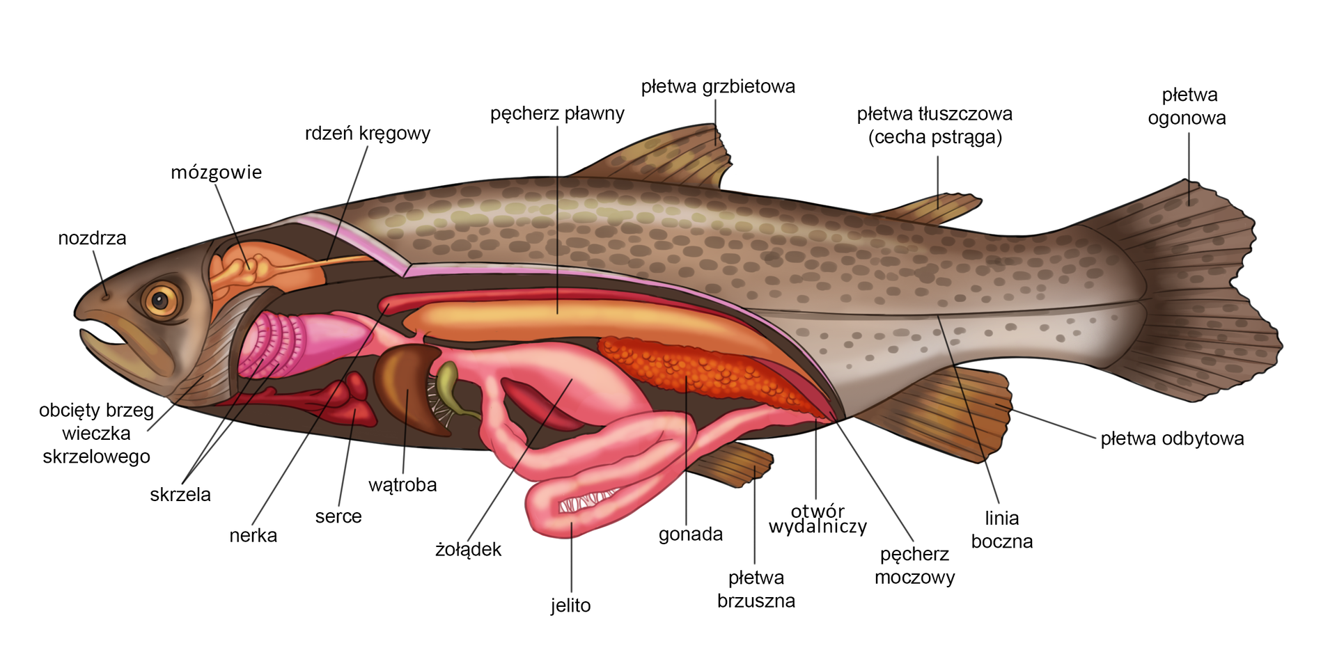 Ilustracja przedstawia schemat budowy anatomicznej pstrąga. To ryba o wydłużonym, topredowatym ciele, z wyraźnie zaznaczonymi na skórze niewielkimi, ciemniejszymi plamkami. Widoczne są elementy układu pokarmowego, oddechowego, rozrodczego, krwionośnego i nerwowego, a także zaznaczone płetwy. Na obrazku ryba ujęta jest z boku. Z lewej strony jest widoczna jej głowa, a w jej centralnej części przedstawione są nozdrza. Wewnątrz głowy znajduje się niewielkie mózgowie o pofalowanym kształcie. Od mózgowia odchodzi rdzeń kręgowy mający postać cienkiej kreski. W górnej części ciała ryby znajduje się płetwa grzbietowa oraz dalej mniejsza płetwa tłuszczowa, która jest charakterystyczna dla pstrąga. Z tyłu ciała ryby jest duża płetwa ogonowa, od dołu widoczna płetwa odbytowa oraz dalej płetwa brzuszna. W dolnej części za głową w środku ciała przedstawiony jest obcięty brzeg wieczka skrzelowego, za nim kolorem różowym są zaznaczone skrzela w postaci różowych pierścieni. Za skrzelami znajduje się żołądek. Od niego odchodzi jelito w postaci cienkiej rurki. Powyżej żołądka zilustrowana jest nerka w postaci długiego, różowego przewodu. Niżej znajduje się pęcherz pławny ujęty jako gruba podłużna struktura łącząca się cienką rurką z żołądkiem, a pod pęcherzem jest wątroba w postaci półksiężyca. Obok wątroby przedstawiony jest serce – średniej wielkości czerwony organ. Powyżej jelita zaznaczona jest gonada złożona z pomarańczowych pęcherzyków. W okolicach dolnej części gonady zaznaczony jest otwór wydalniczy. Górna część gonady sąsiaduje z pęcherzem pławnym. Pomiędzy pęcherzem pławnym a gonadą zaznaczony pęcherz moczowy. Przez środek tułowia przechodzi pozioma linia - jest to linia boczna.