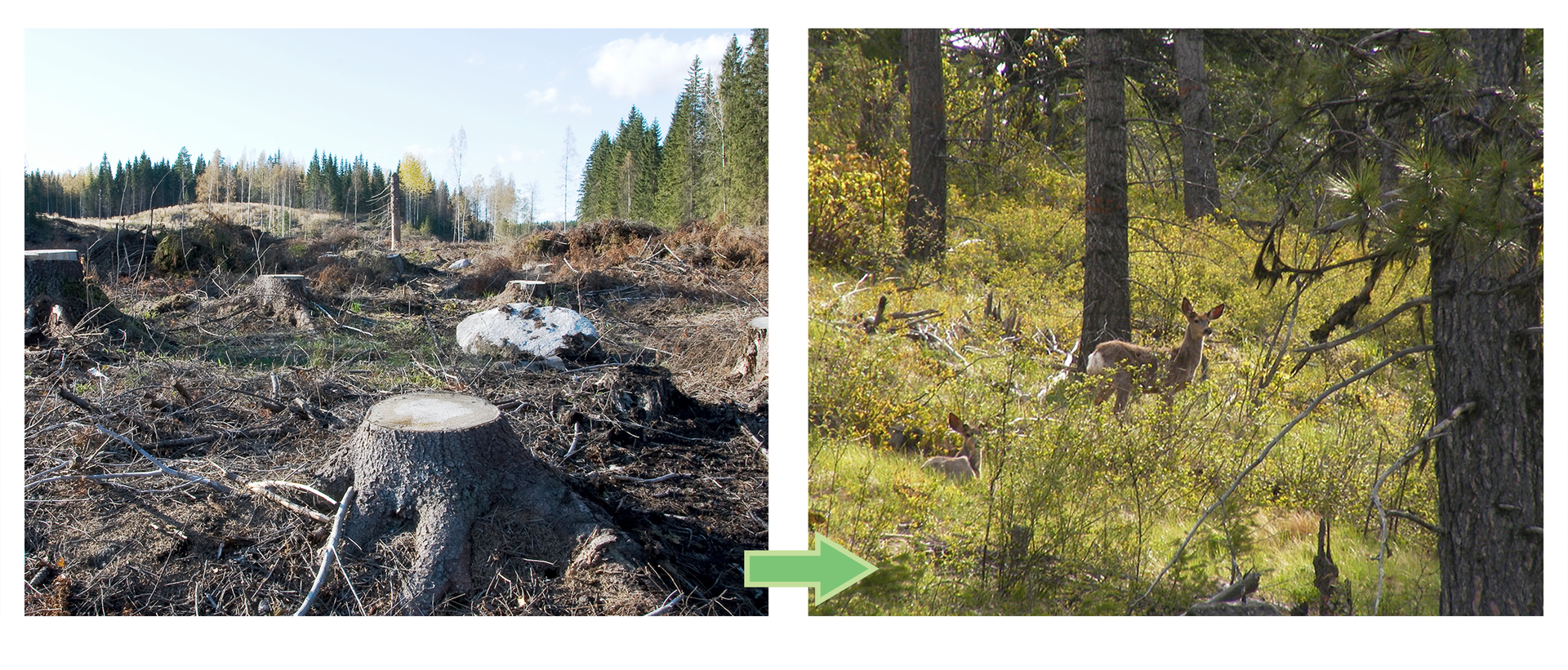 Fotografia po lewej stronie ukazuje teren po wyrębie lasu, brak roślin i widoczne ścięte pnie drzew. Obok ten sam teren porośnięty drzewami, krzewami, trawą. Między drzewami widać sarnę.