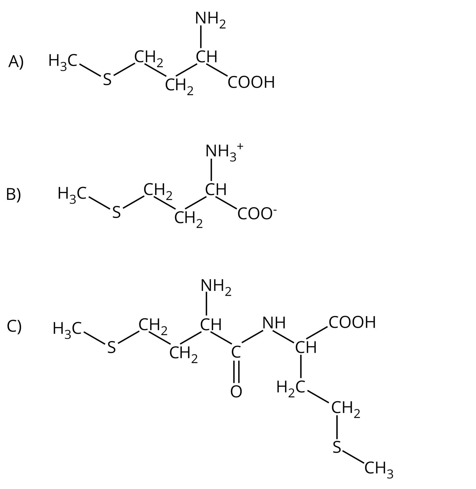 Na ilustracji znajdują się wzory półstrukturalne (A) metioniny, (B) jonu obojnaczego metioniny, (C) dipeptydu zbudowanego z metioniny. A) wzór metioniny: do atomu węgla przyłączone są wiązaniami pojedynczymi atom wodoru, grupa aminowa, karboksylowa oraz łańcuch -CH2-CH2-S-CH3. B) jon obojnaczy: do atomu węgla przyłączone są wiązaniami pojedynczymi atom wodoru, łańcuch -CH2-CH2-S-CH3, grupa -NH3+ i -COO-. C) dipeptyd metioniny: dwie cząsteczki metioniny połączone ze sobą poprzez wiązanie peptydowe tworzone przez jedną grupę aminową jednej cząsteczki oraz grupę karboksylową drugiej cząsteczki metioniny, wiązanie peptydowe to motyw, w którym do atomu węgla przyłączony jest atom tlenu poprzez wiązanie podwójne oraz atom azotu z dołączonym dodatkowo atomem wodoru. Atom węgla i azotu to pochodne odpowiednio grup karboksylowej i aminowej.
