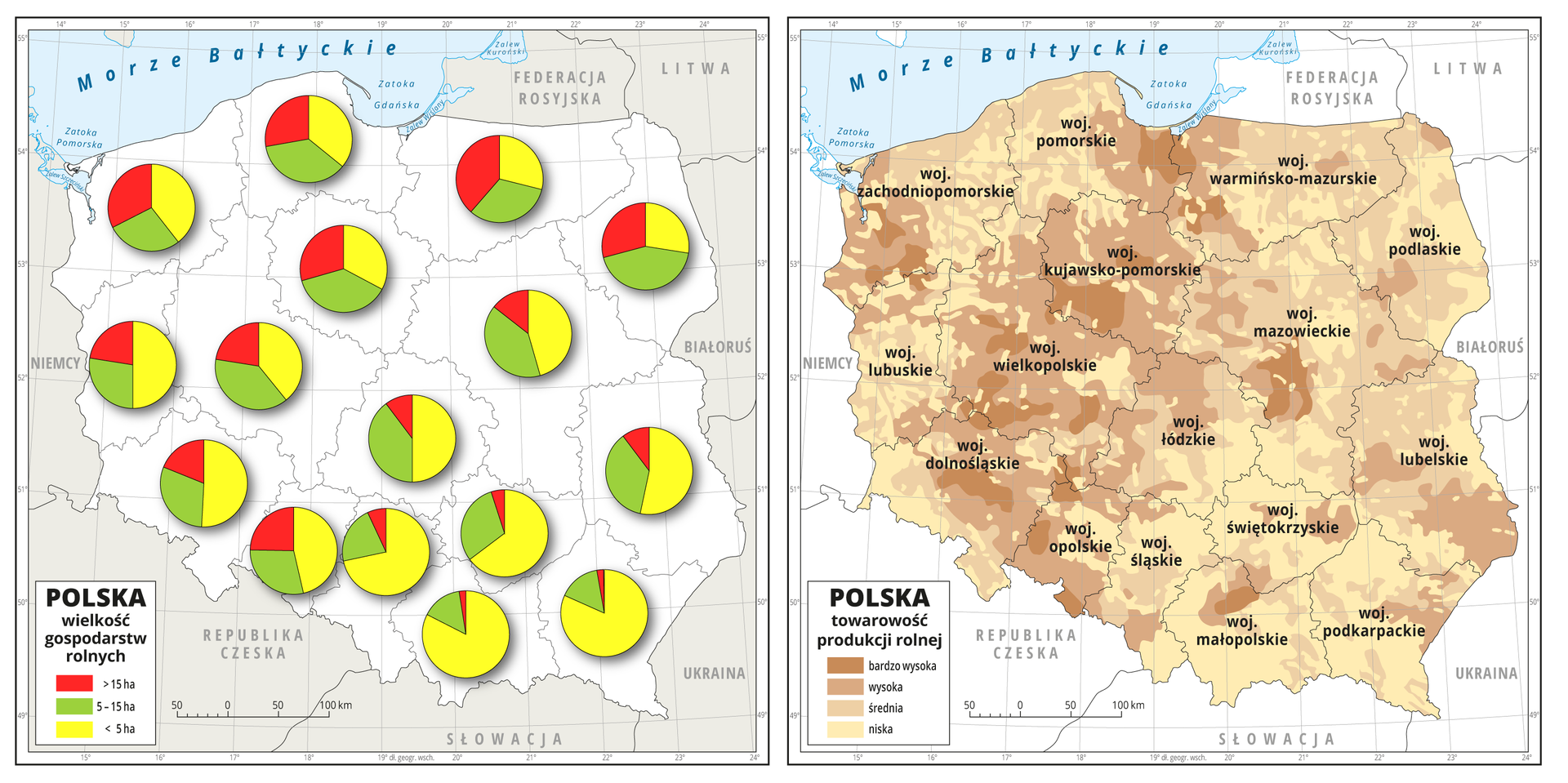 Ilustracja przedstawia dwie mapy Polski z podziałem na województwa. Na pierwszej diagramami kołowymi przedstawiono wielkość gospodarstw rolnych w poszczególnych województwach. W północno-zachodniej części kraju gospodarstwa duże – powyżej piętnastu hektarów, średnie – od pięciu do piętnastu hektarów i małe – poniżej pięciu hektarów – występują w podobnych ilościach. Na wchodzie i południu przeważają gospodarstwa małe – poniżej pięciu hektarów. Na drugiej mapie pokazany jest stopień towarowości rolnictwa. Największa towarowość jest w pasie od Żuław, poprzez Kujawy i Wielkopolskę po Dolny Śląsk i Śląsk Opolski, oraz w zachodniej części województwa zachodniopomorskiego i w centralnej części Mazowsza. Niska towarowość przeważa w Małopolsce