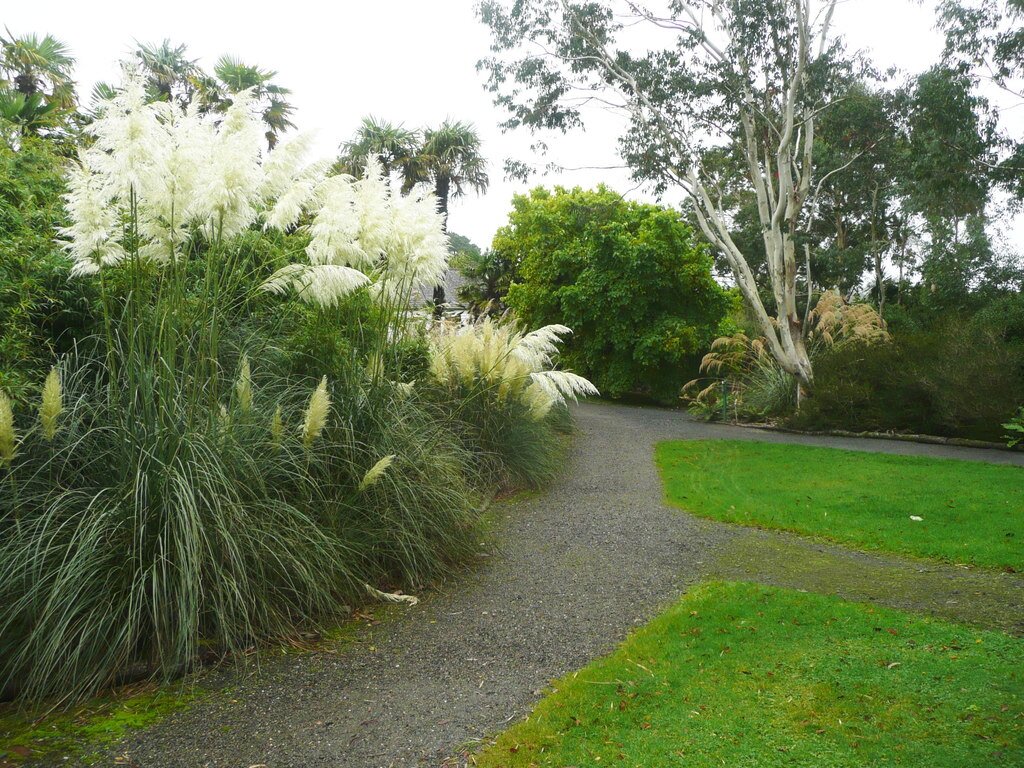Zdjęcie przedstawia fragment ogrodu z alejkami i rabatami, na których rosną duże trawy pampasowe. Ich, długie, wąskie liście rosną gęsto w skupiskach. Na szczycie traw znajdują się białe, puszyste i pierzaste kwiaty.