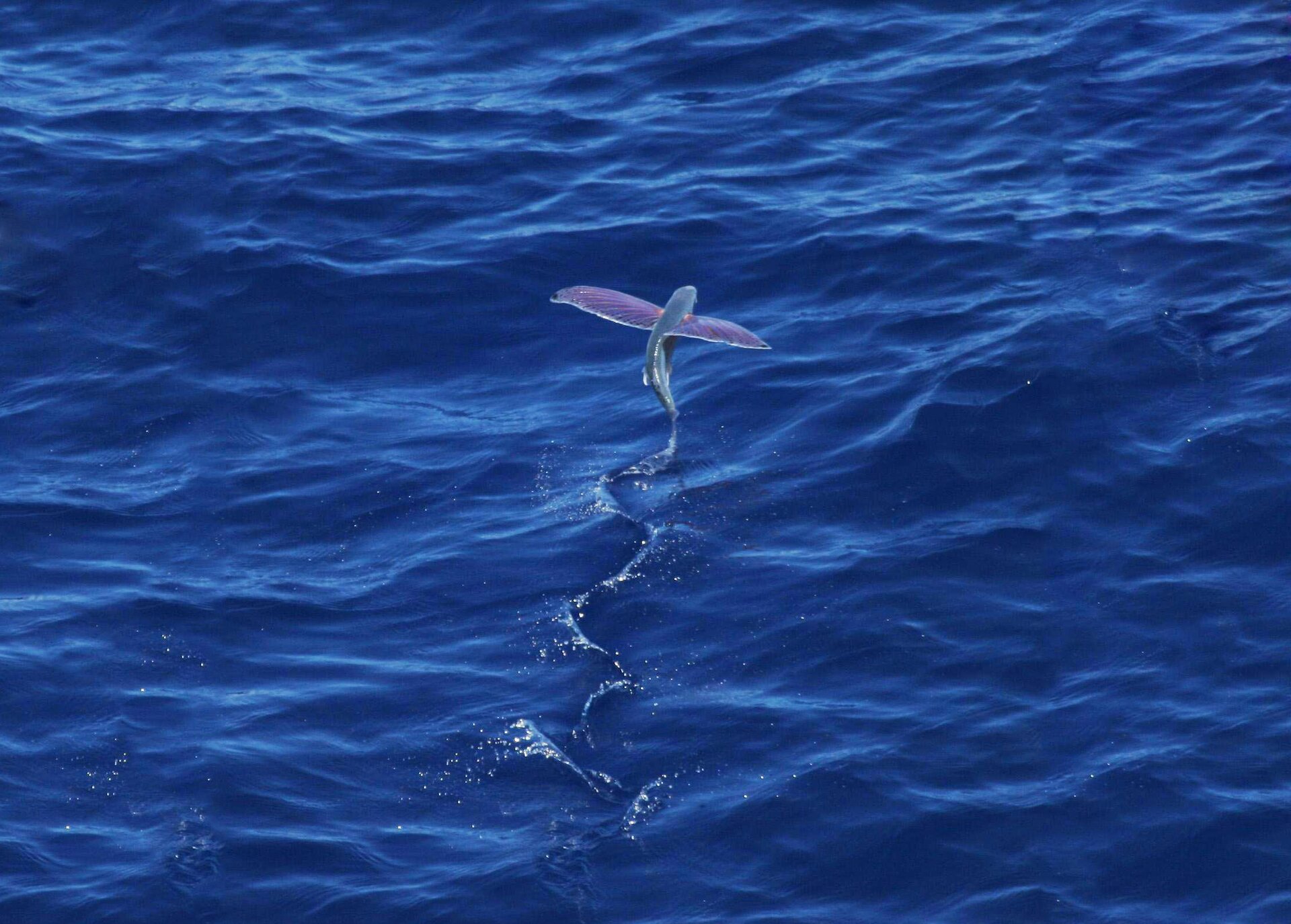 Zdjęcie przedstawia rybę nad powierzchnią błękitnego morza. Po bokach ciała ma dwie długie płetwy, rozciągnięte na boki jak skrzydła. Jej ogon zaznacza na wodzie zygzakowaty ślad.