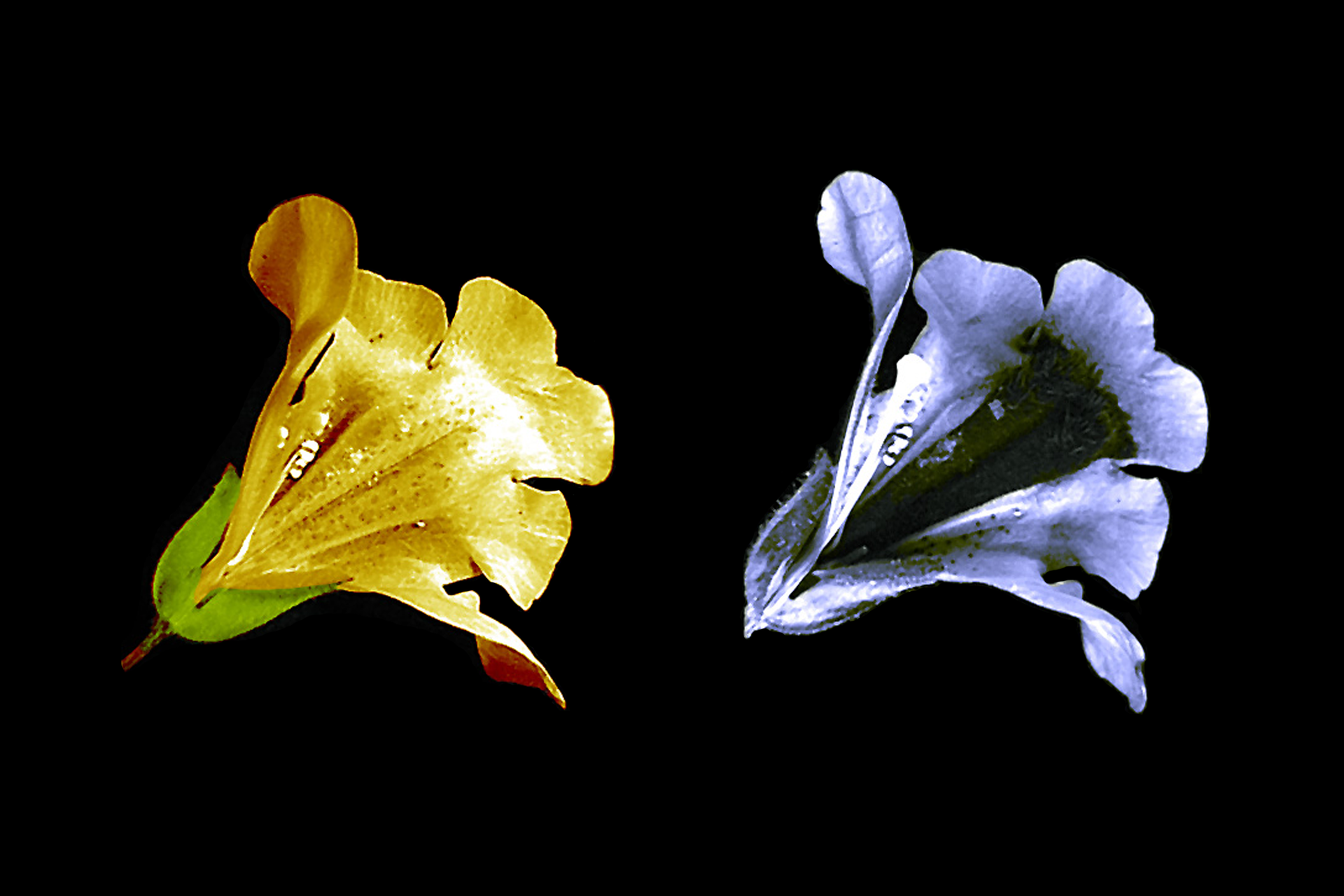 Zdjęcie przedstawia kwiat widziany przez człowieka i przez pszczołę, człowiek widzi żółty kwiat, pszoła niebieski i od razu wnętrze.