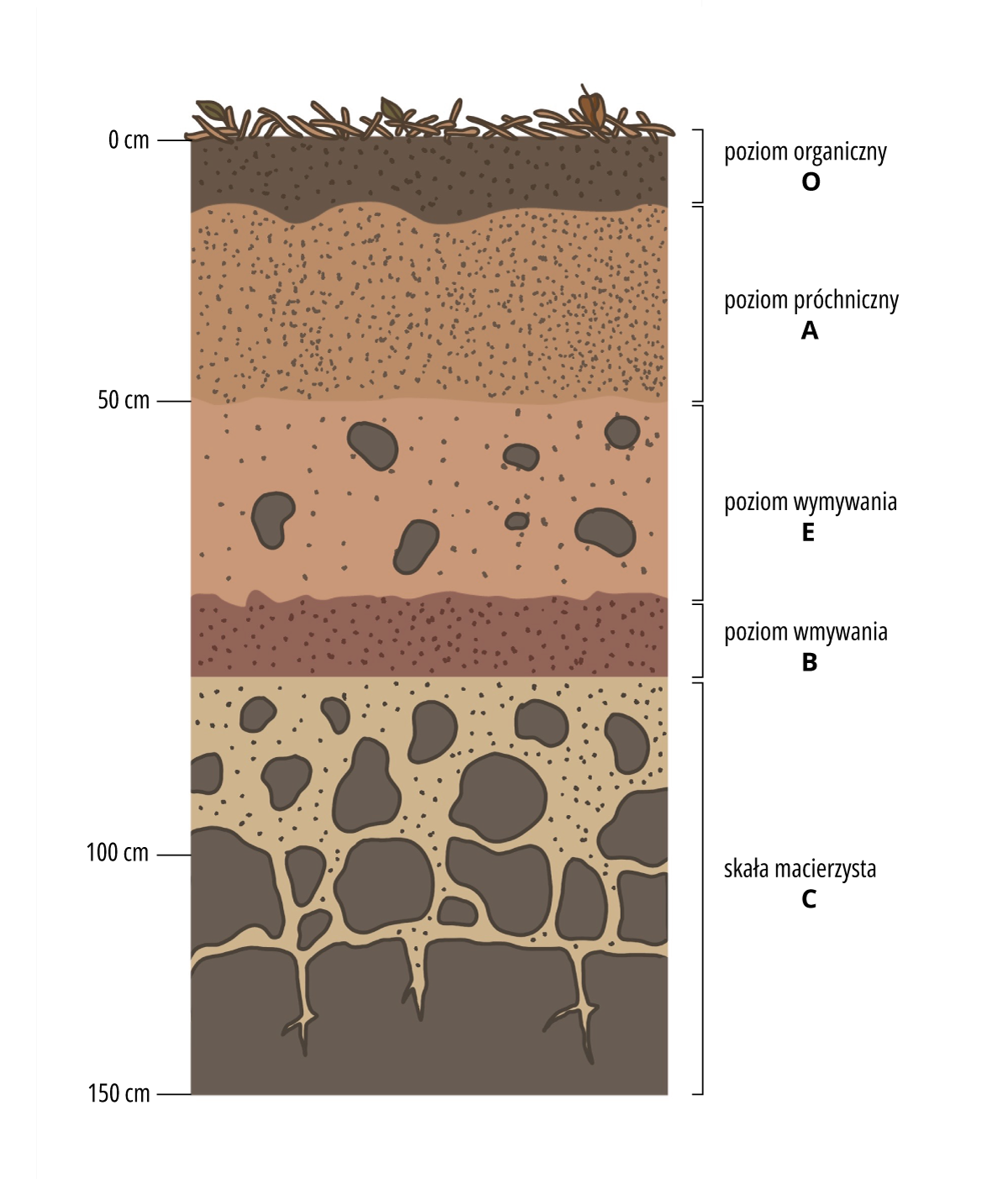 Grafika przedstawia schemat z profilem glebowym z wyszczególnieniem poziomów profilu glebowego. Po lewej stronie widoczna jest podziałka wyznaczająca głębokość. Profil glebowy sięga od 0 do 150 cm. Poziomy opisane od góry:
1. Poziom organiczny (O). Zajmuje około 10 cm.
2. Poziom próchniczny (A). Zajmuje około 40 cm.
3. Poziom wymywania (E). Zajmuje około 25 cm.
4. Poziom wmywania (B). Zajmuje około 10 cm.
5. Skała macierzysta (C). Zajmuje około 65 cm. 