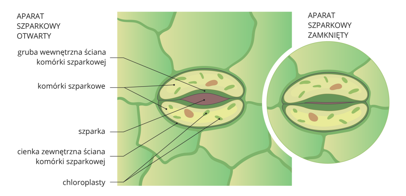 Ilustracja przedstawia budowę aparatu szparkowego, który jest częścią liścia. Składa się on z dwóch komórek szparkowych – każda z nich ma kształt półksiężyca, ich końce przylegają do siebie. Wewnątrz każdej komórki znajdują się owalne chloroplasty. Od zewnątrz komórki od liścia oddziela cienka zewnętrzna ściana komórki szparkowej. Pomiędzy dwoma komórkami znajduje się szparka oddzielona grubą wewnętrzną ścianą od komórki szparkowej. Na pierwszej ilustracji aparat szpakowy jest otwarty - ściany wewnętrzne nie stykają się ze sobą. Z kolei na drugiej znajduje się aparat szpakowy zamknięty, czyli ściany wewnętrzne przylegają do siebie.