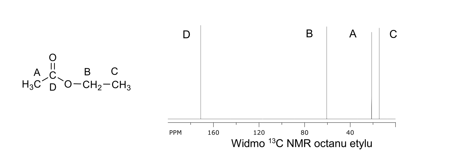 Ilustracja przedstawia wzór półstrukturalny octanu etylu oraz widmo trzynaście C NMR cząsteczki. Jest ona zbudowana z grupy metylowej CH3 związanej z atomem węgla. Atom ten łączy się za pomocą wiązania podwójnego z atomem tlenu oraz za pomocą wiązania pojedynczego z drugim atomem tlenu. Drugi atom tlenu podstawiony jest grupą metylenową CH2. Ta zaś związana jest z podstawnikiem metylowym CH3. We wzorze kolejno oznaczono atomy węgla obecne w danej grupie. Nad grupą metylową połączoną z atomem węgla - litera A. Przy atomie węgla grupy estrowej znajduje się litera D. Nad grupą metylenową znajduje się litera B. Natomiast nad grupą metylową połączoną z grupą metylenową - litera C. Widmo przedstawia cztery sygnały pochodzące od jąder atomów węgla odpowiednich grup. Na osi poziomej zaznaczono przesunięcie chemiczne wyrażone w p p m; zaznaczono wartości od prawej do lewej strony, od zera do stu osiemdziesięciu. Pierwszy sygnał od prawej znajduje się przy przesunięciu 14,3 p p m odpowiada on atomowi węgla przy grupie metylowej związanej z grupą metylenową, co oznaczono literą C nad sygnałem. Drugi sygnał od prawej przy przesunięciu 21,0 p p m oznaczono literą A; odpowiada on grupie metylowej połączonej z atomem węgla grupy <math aria‑label="C wiązanie podwójne O">C=O. Trzeci od prawej sygnał przy przesunięciu 60, 4 p p m oznaczono literą B i oznaczono literą B, to znaczy reprezentuje on atom węgla grupy metylenowej. Ostatni sygnał, znajdujący się po lewej stronie przy przesunięciu wynoszącym 171,1 p p m odpowiada sygnałowi atomu węgla grupy estrowej, oznaczonej literą D.