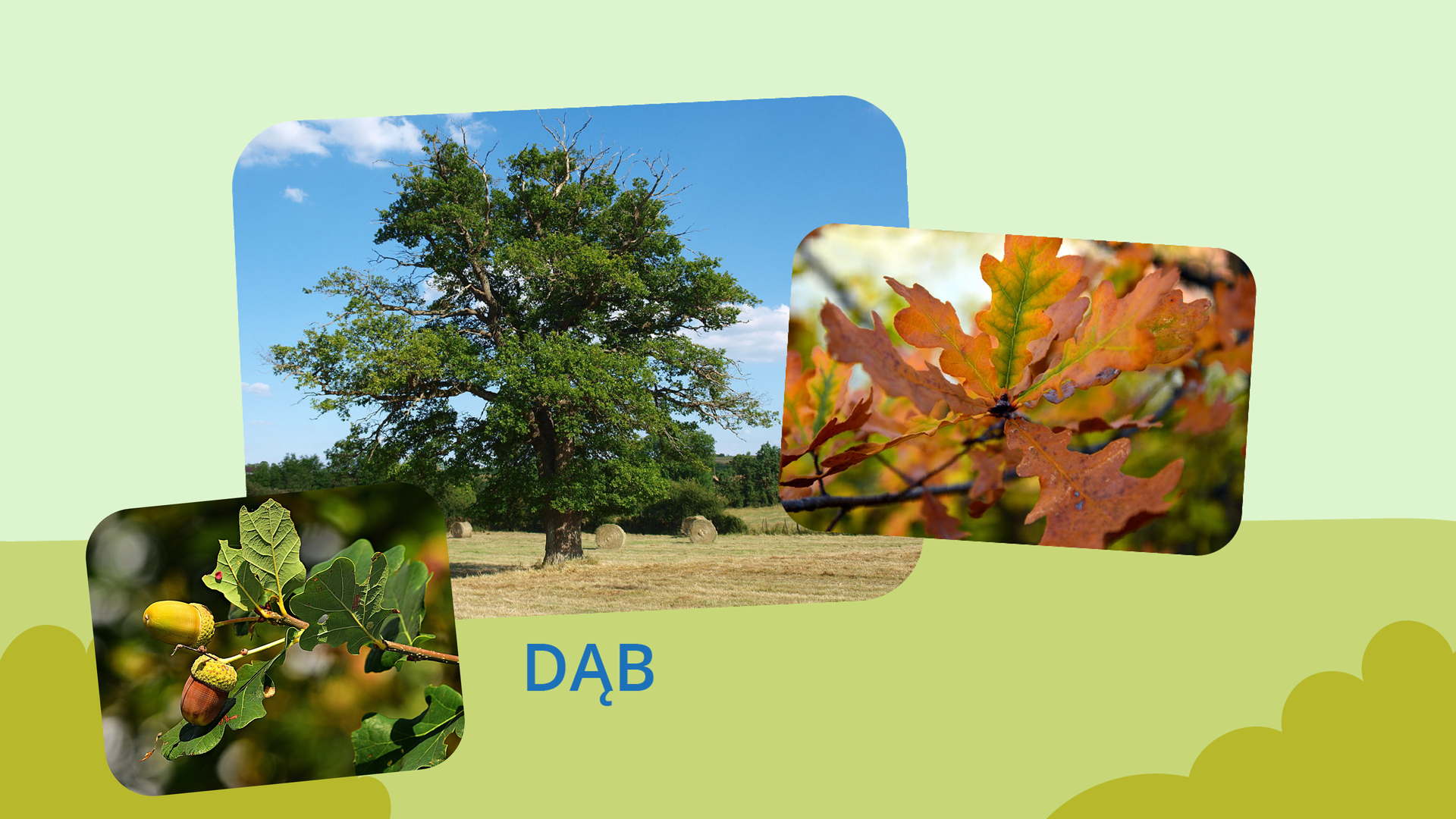 Na grafice znajdują się trzy zdjęcia. największe znajdujące się w centralnej części, znajduje się wysokie drzewo o bogatej koronie z liści - to dąb. Z prawej strony przedstawione zostały jesienne liście dębu, zaś na zdjeciu po lewej stronie jego orzechy, czyli żołędzie. 