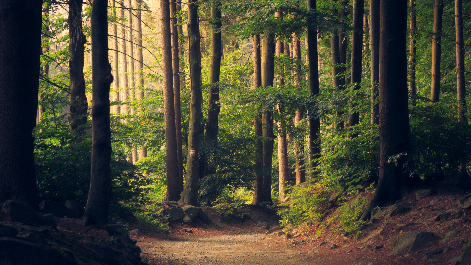 Zdjęcie przedstawia ścieżkę w lesie. Po bokach ścieżki widoczne są drzewa liściaste.