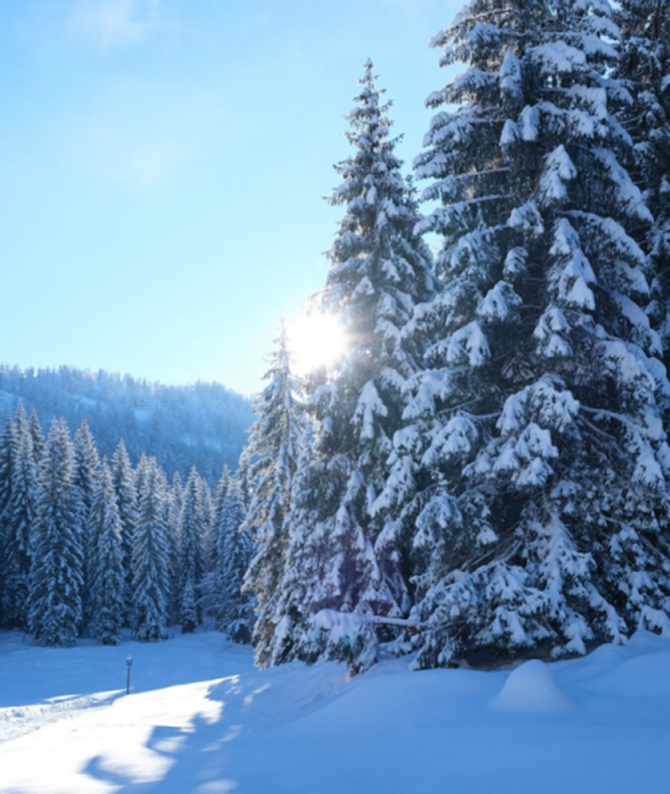 Fotografia przedstawia zimowy górski krajobraz – na pierwszym planie widać ośnieżony stok, na którym rosną wysokie, iglaste drzewa z gałęziami pokrytymi śniegiem. W tle znajdują się zalesione wzgórza. 