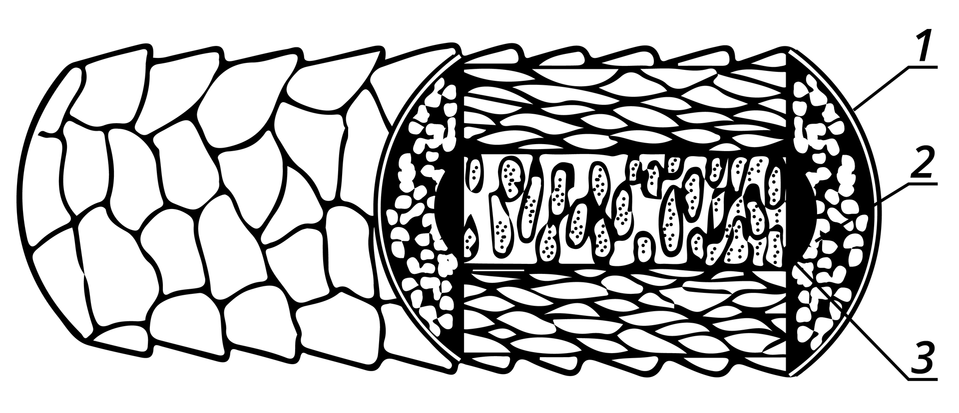 Grafika przedstawia schemat przekroju poprzecznego trzonu włosa. Przypomina podłużną szyszkę, z lewej strony zakrytą, z prawej odsłoniętą. W środkowej części widoczne są drobne elementy. Na schemacie znajdują się trzy numerki oznaczające poszczególne części. Numer 1 to zewnętrzna powłoka, numer 2 warstwa pomiędzy powłoką a środkiem, numer 3 sięga do najbardziej wewnętrznej części przekroju.