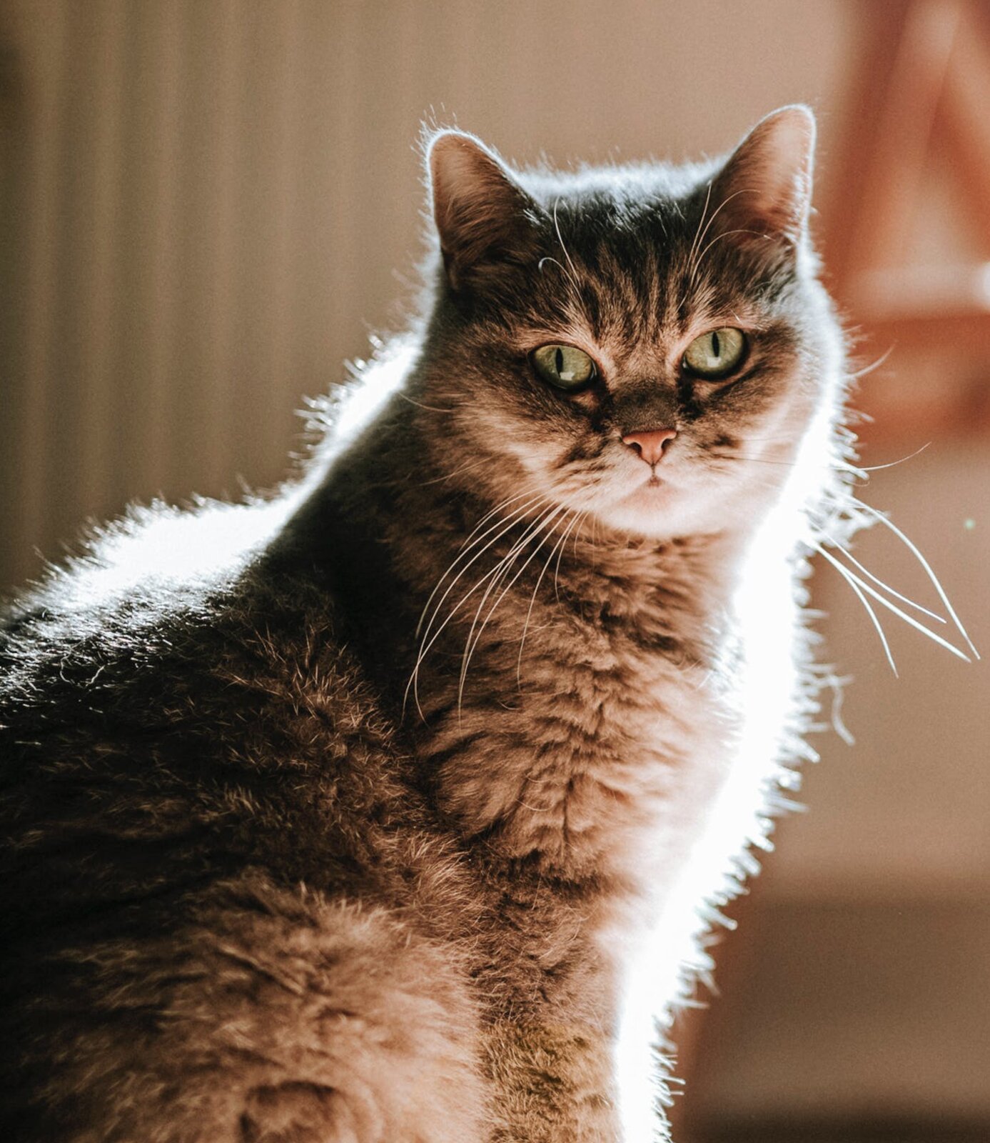 Zdjęcie przedstawia szaro‑brązowego kota.