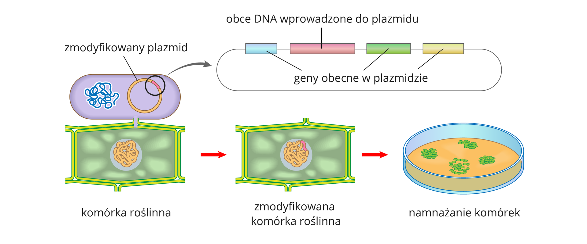 Ilustracja przestawia od góry komórkę bakterii i powiększenie fragmentu jej kolistego plazmidu. Kolorem różowym oznaczono w nim obce DNA. Bakteria styka się u dołu z komórką roślinną. Strzałka w prawo na kolejnym rysunku wskazuje, że obce DNA zostało wbudowane w genom rośliny. Po prawej ukazano szalkę z pomarańczową pożywką, na której znajdują się zielone skupienia komórek. Ta metoda przenoszenia materiału genetycznego nazywa się agroinfekcją.