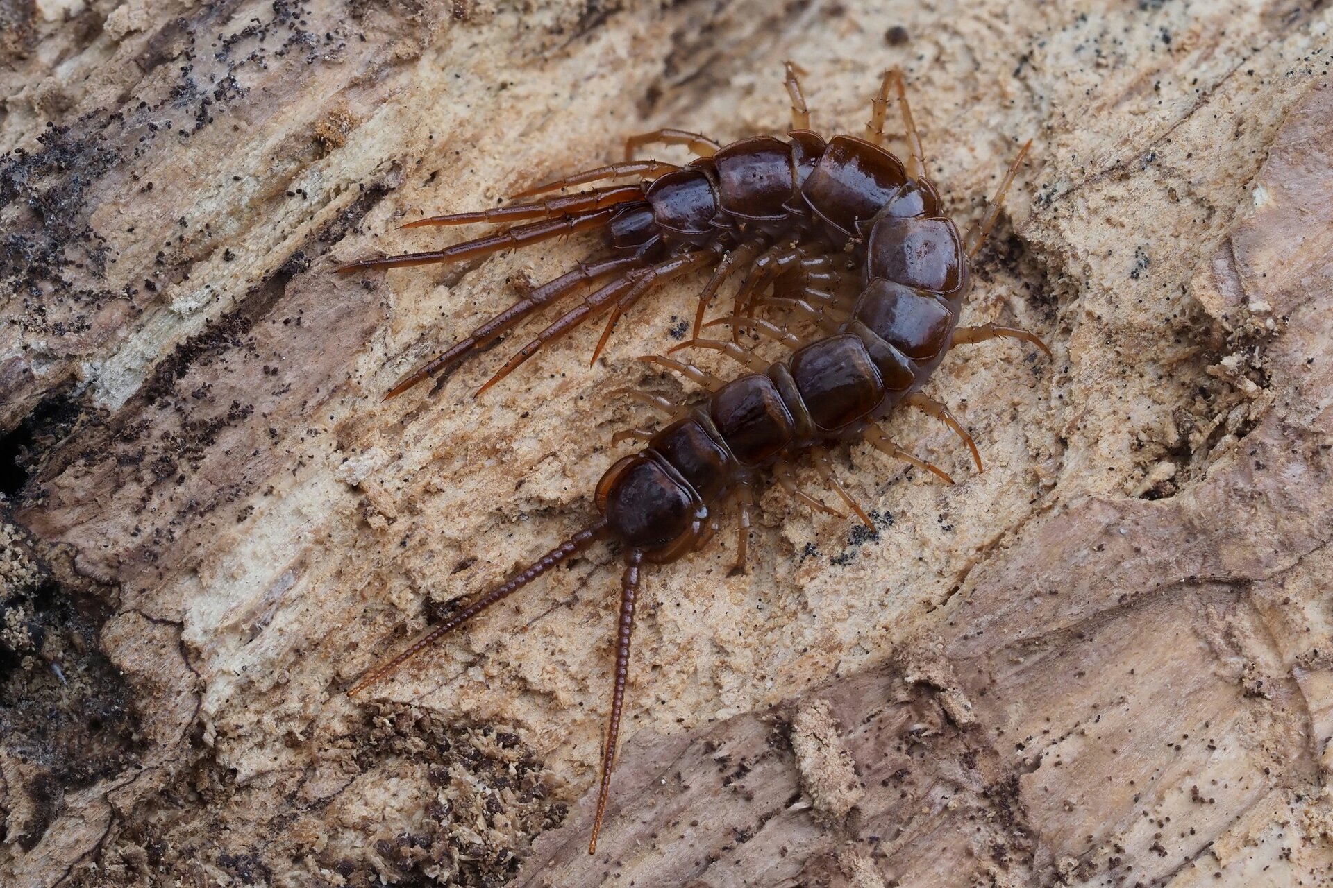 Na planszy widoczny jest brązowo‑pomarańczowy Wij na jasnym pniu. Ma zaokrągloną głowę z długimi czułkami i pociągły, segmentowany tułów z bardzo licznymi odnóżami.