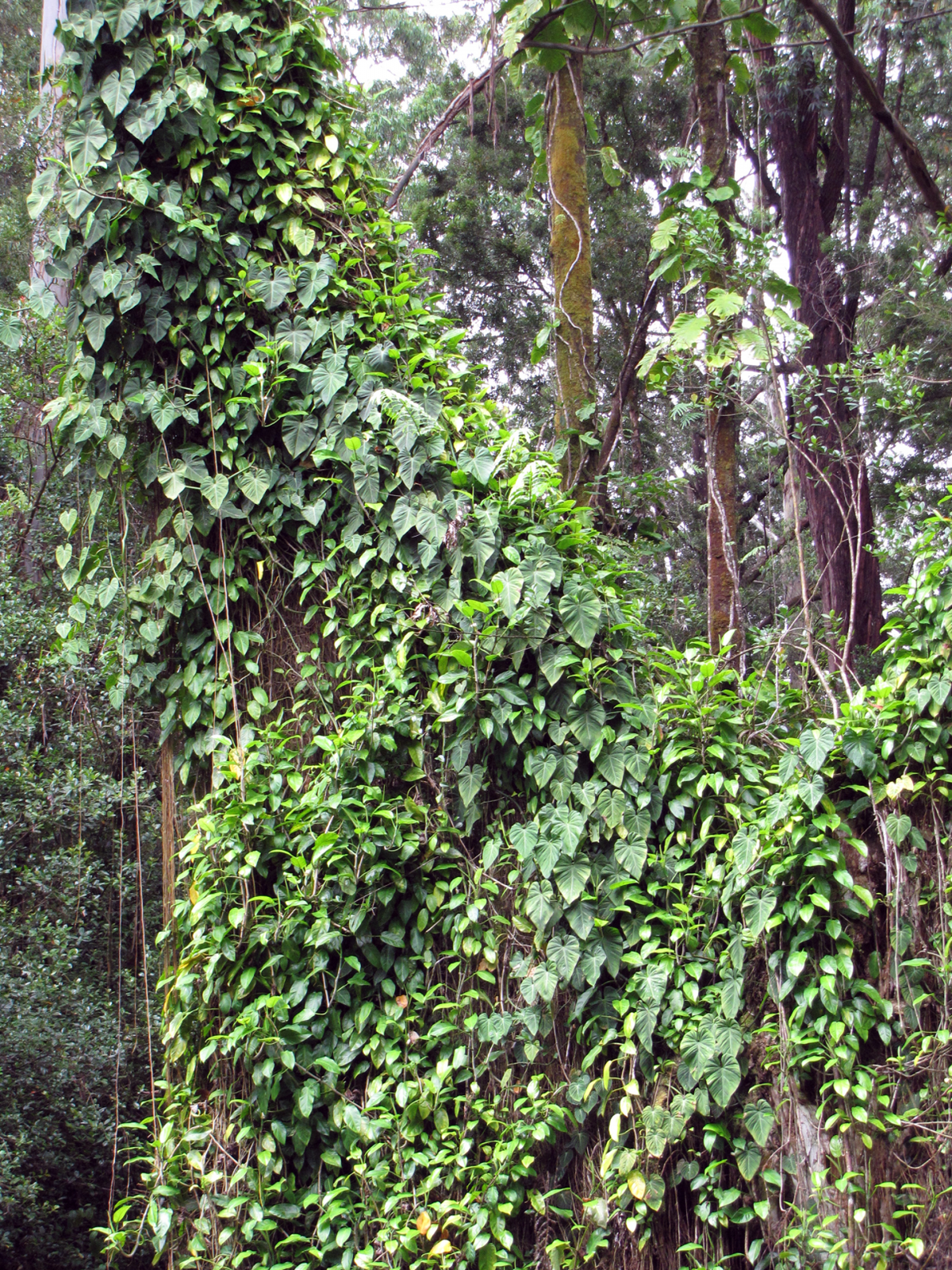 Fotografia przedstawia podstawę szarego pnia drzewa. Jest gęsto obrośnięty pędami filodendrona. Filodendron ma owalne liście. Jego pęd jest mocno rozgałęziony i ściśle oplata pień drzewa.