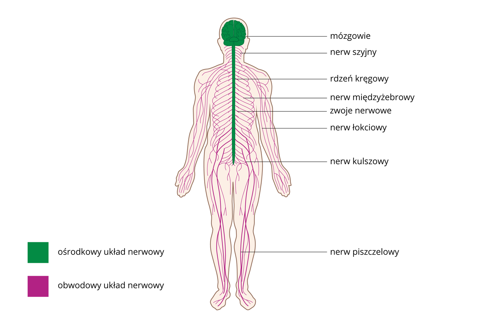 Schemat przedstawia budowę ośrodkowego i obwodowego układu nerwowego. Widać sylwetkę człowieka z wrysowanym układem nerwowym, kolorem zielonym oznaczono ośrodkowy układ nerwowy, kolorem różowym obwodowy układ nerwowy. Do ośrodkowego układu należy mózg i rdzeń kręgowy. Do obwodowego nerw szyjny, międzyżebrowy, zwoje nerwowe, nerw łokciowy, nerw kulszowy i nerw piszczelowy.