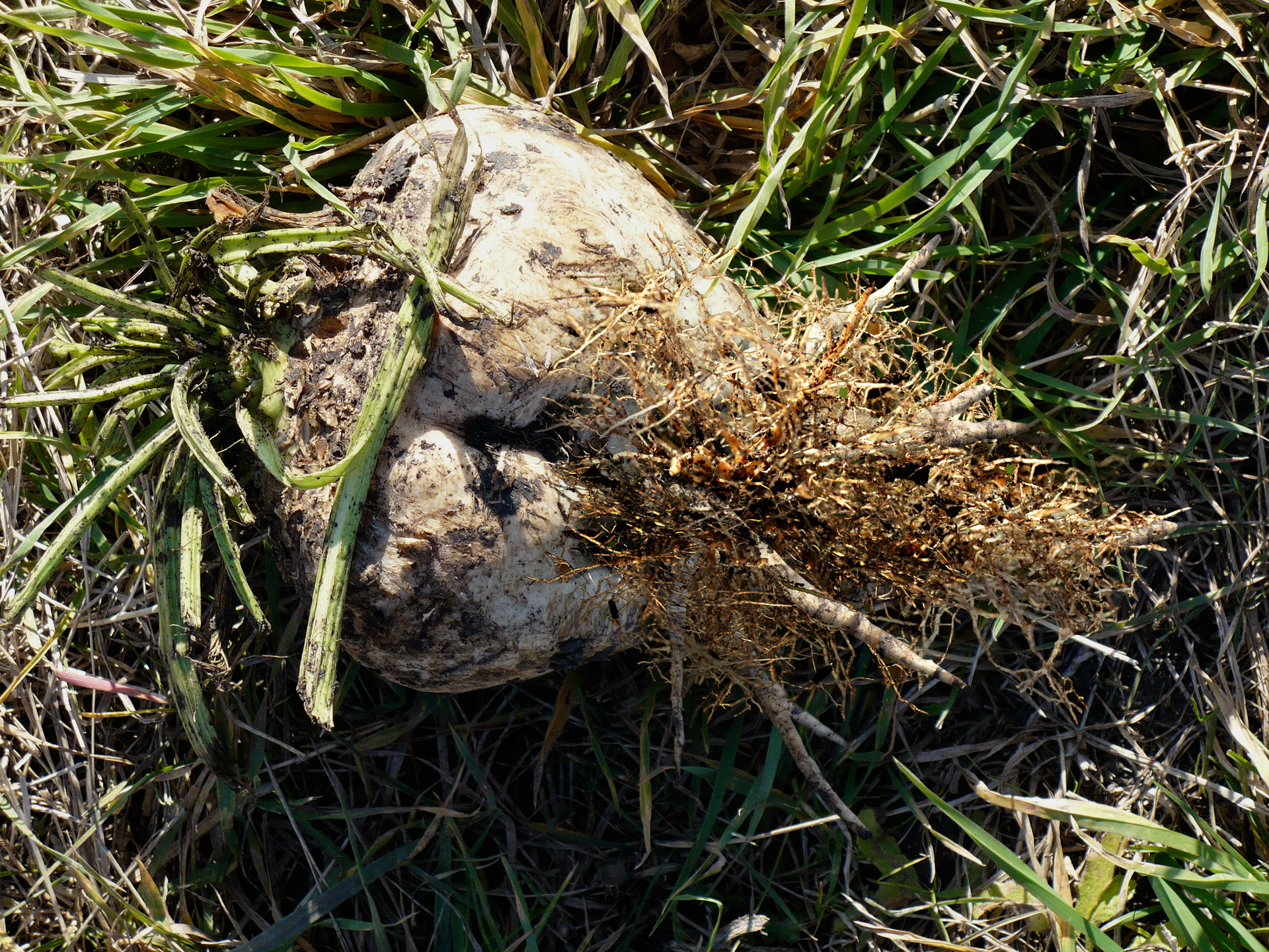 Fotografia przedstawia buraka cukrowego, leżącego na trawie. Ma sercowaty kształt i szaro – brunatną barwę. U dołu buraka wyrasta gęsta kępa korzeni przybyszowych. To oznaka, że zaatakował go mątwik buraczany.