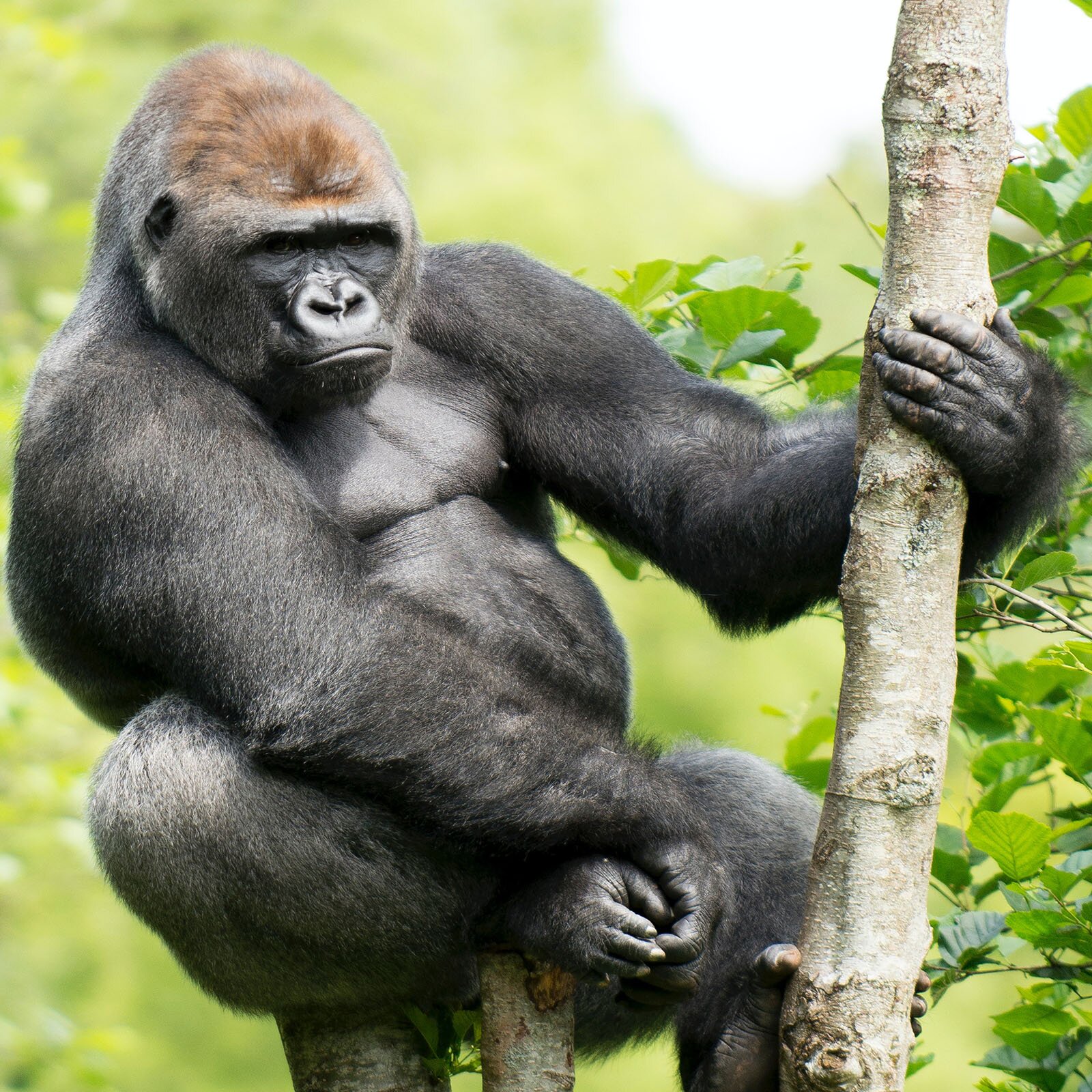 Zdjęcie przedstawia siedzącego na drzewie goryla, który lewą łapą trzyma się konaru, zaś prawą ma opuszczoną w dół między dolnymi łapami. W tle widoczne są liście i rozmyta zieleń.