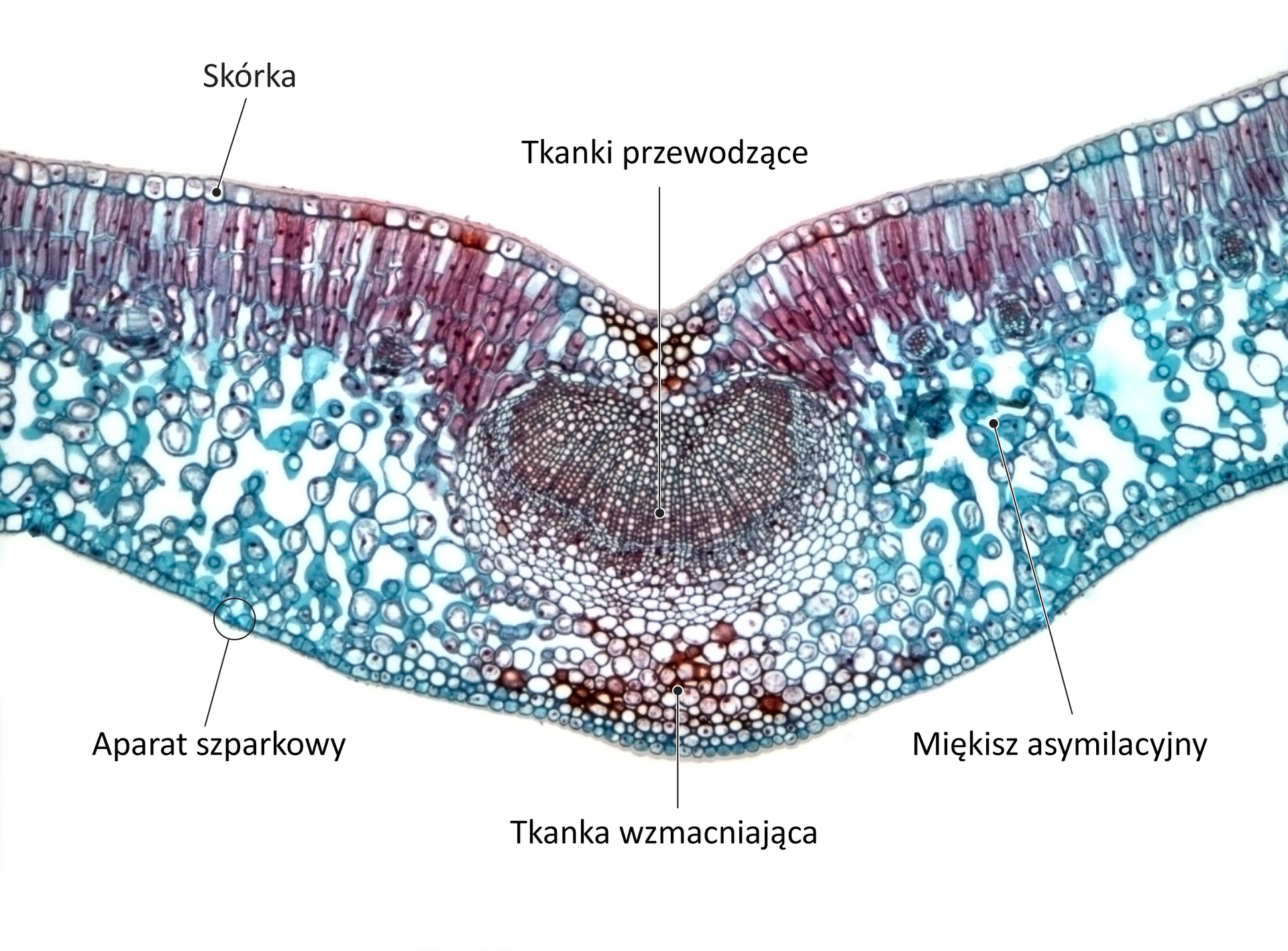 Zdjęcie mikroskopowe przedstawia przekrój przez liść. Wskaźnikami zaznaczono: skórkę, aparat szparkowy, tkanki przewodzące, tkankę wzmacniającą, miękisz asymilacyjny.