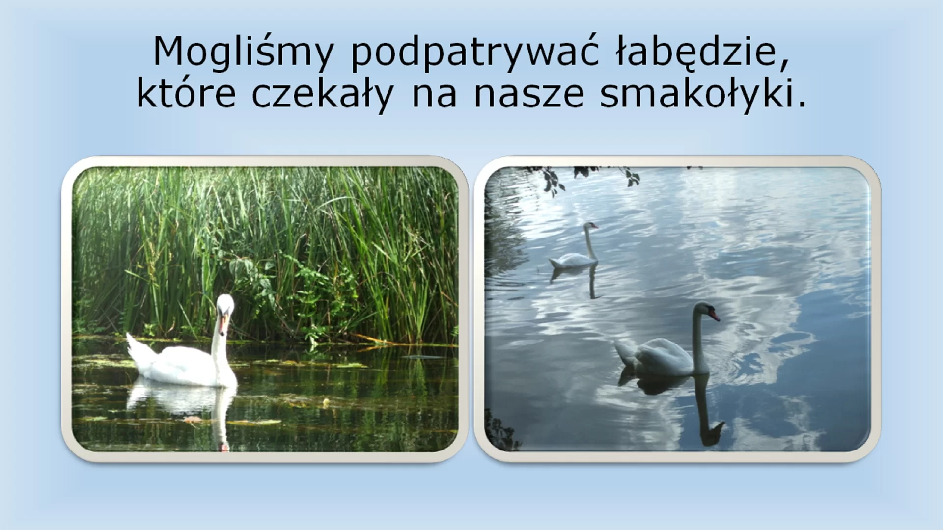Drugi slajd prezentacji pod tytułem "Mogliśmy podpatrywać łabędzie, które czekały na nasze smakołyki." Pod tytułem znajduj się dwa obrazki w wyróżniających się ramkach, które przedstawiają łabędzie w ich naturalnym środowisku.