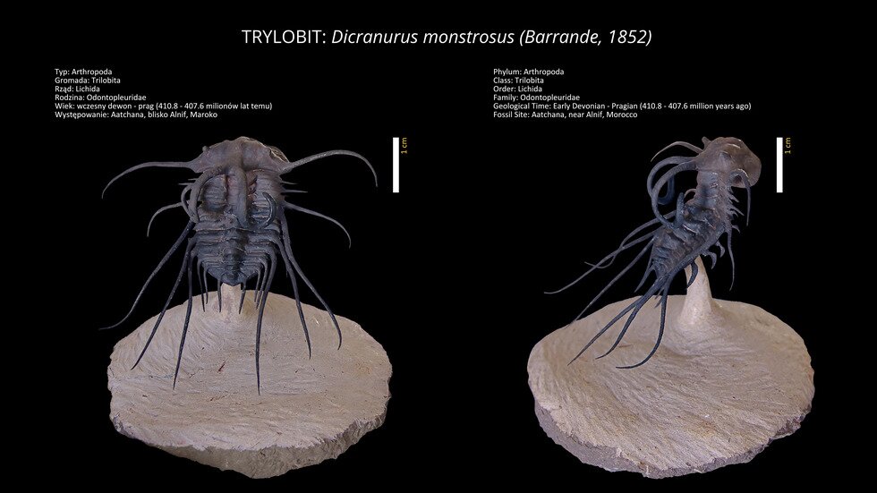 Trylobit: Dicranurus onstrosus (Barrande, 1852) Fossils can be remarkably well preserved, as in the case of this trilobite. Typ, Phylum: Arthropoda, Gromada, Class: Trilobita, Rząd, Order: Lichida, Rodzina, Family: Odontopleuridae, Wiek, Age: Wczesny dewon, Występowanie, Fossil Site: Maroko