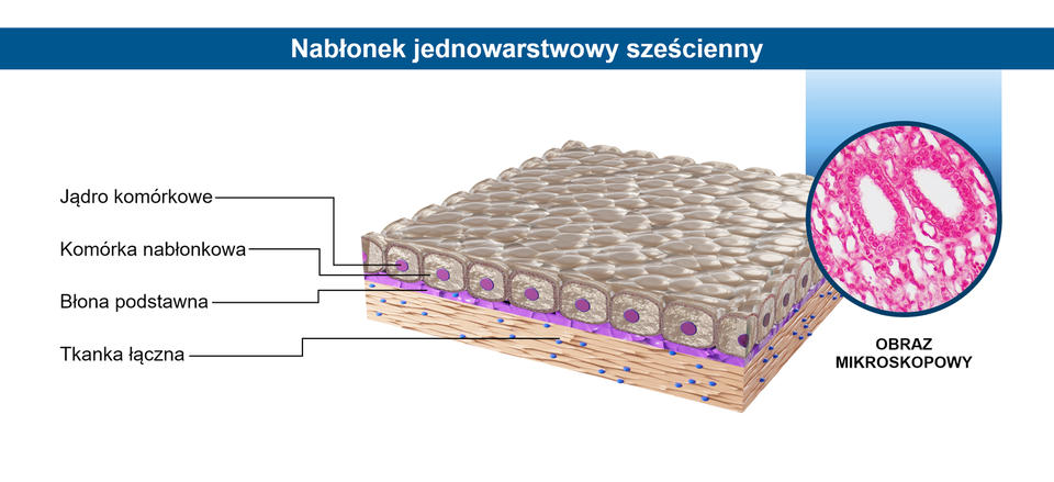 Ilustracja przedstawiająca z lewej strony model nabłonka jednowarstwowego sześciennego; z prawej fragment obrazu mikroskopowego tegoż nabłonka ujęty z góry. Na modelu pokazano tkankę łączną, błonę podstawną, komórki płaskie z jądrami.