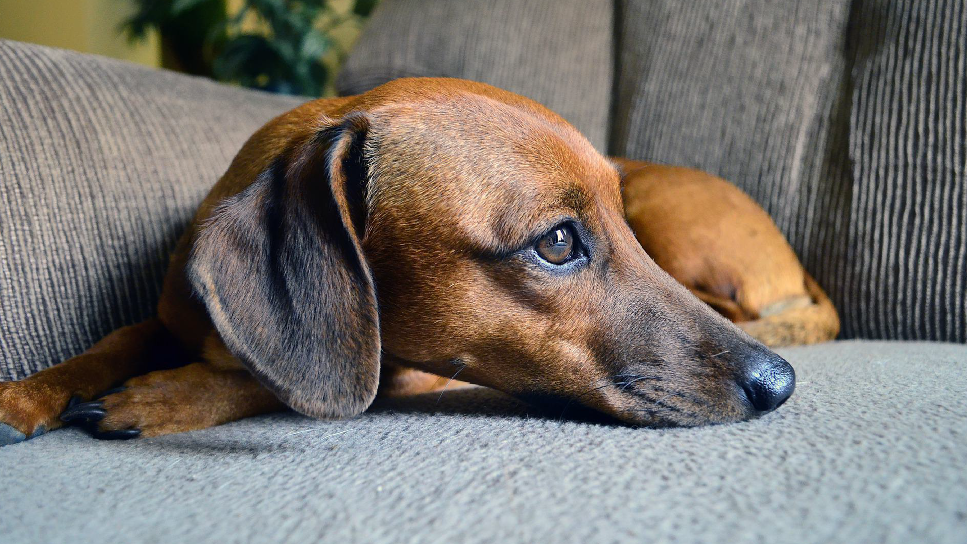 Zdjęcie przedstawia zbliżenie na psa rasy jamnik leżącego na kanapie.