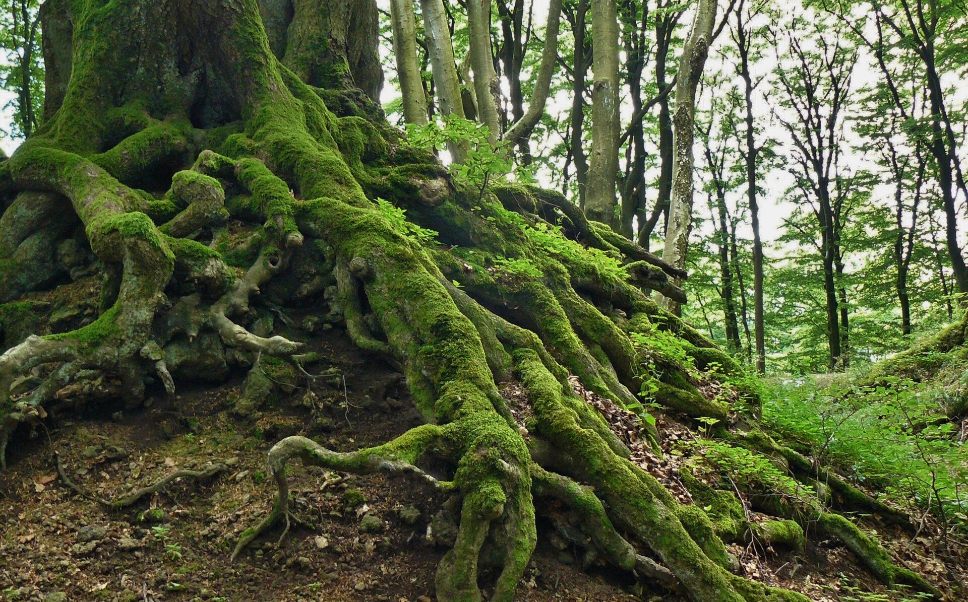 Na zdjęciu są korzenie dużego drzewa. Korzenie rosną na powierzchni gleby. Pokrywa je mech.  