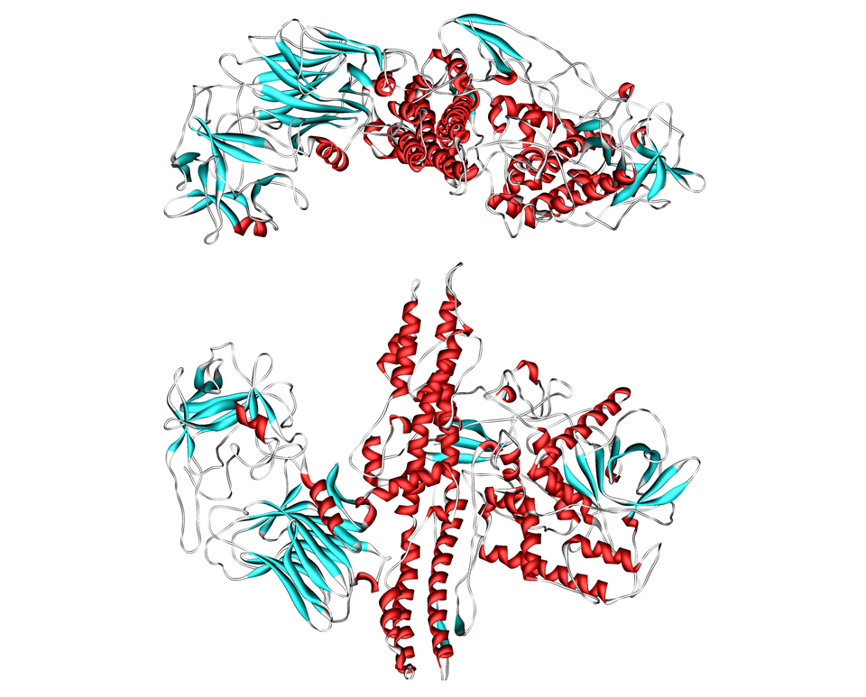 Ilustracja przedstawia wizualizację toksyny botulinowej. Białko składa się z łańcuchów polipeptydowych, wśród których można wyróżnić te o strukturze alfa helisy. Składa się ona z dwóch jednostek.