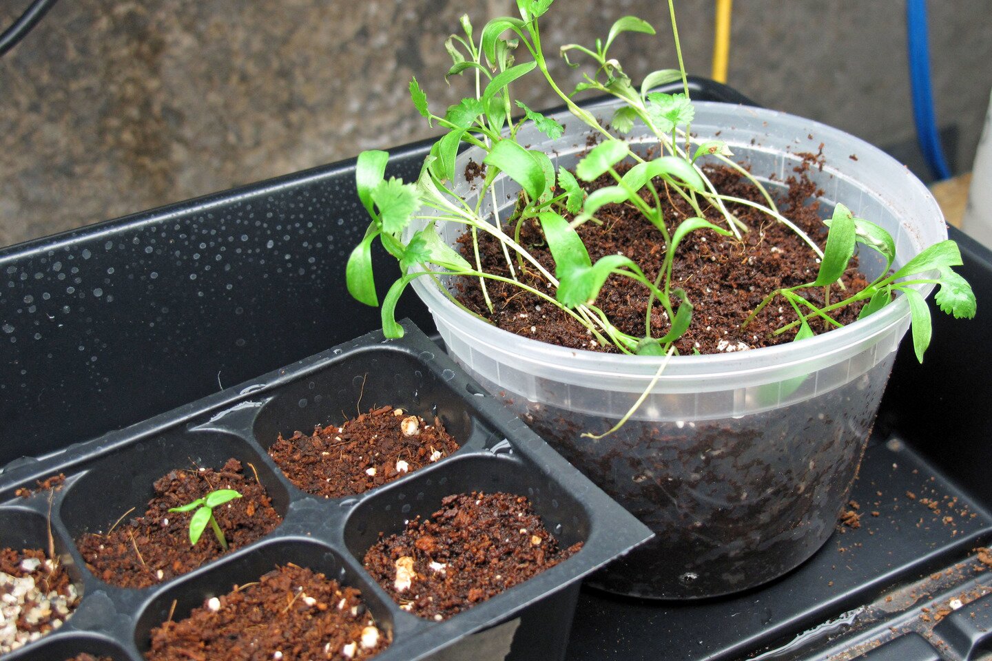 Fotografia przedstawia kiełkujące, młode rośliny w doniczkach. Rośliny są zielone, ziemia ma kolor brązowo- czerwony.