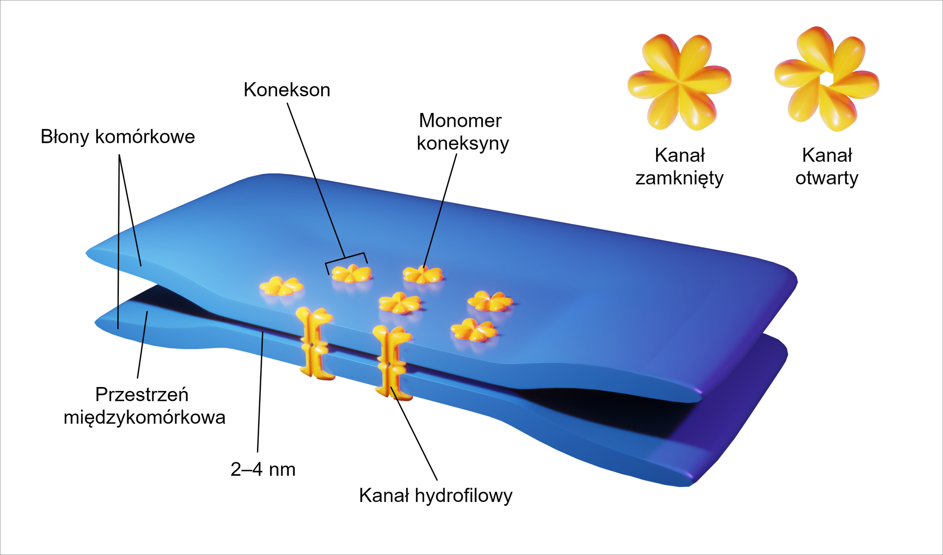 Ilustracja przedstawia dwie prostokątne warstwy ułożone jedna nad drugą. To dwie błony komórkowe. Przerwa pomiędzy błonami w miejscu, w którym niemal się ze sobą stykają, wynosi od 2 do 4 nanometrów. Przerwa pomiędzy błonami to przestrzeń międzykomórkowa. Po lewej i prawej stronie jest ona większa niż w środkowej części błon. Tam, gdzie błony są blisko siebie, znajdują się kanały hydrofilowe. Kanały zbudowane są z koneksonów, które mają sześć ramion - to monomery koneksyny. Konekson kształtem przypomina kwiatek. Kanał może być zamknięty lub otwarty.