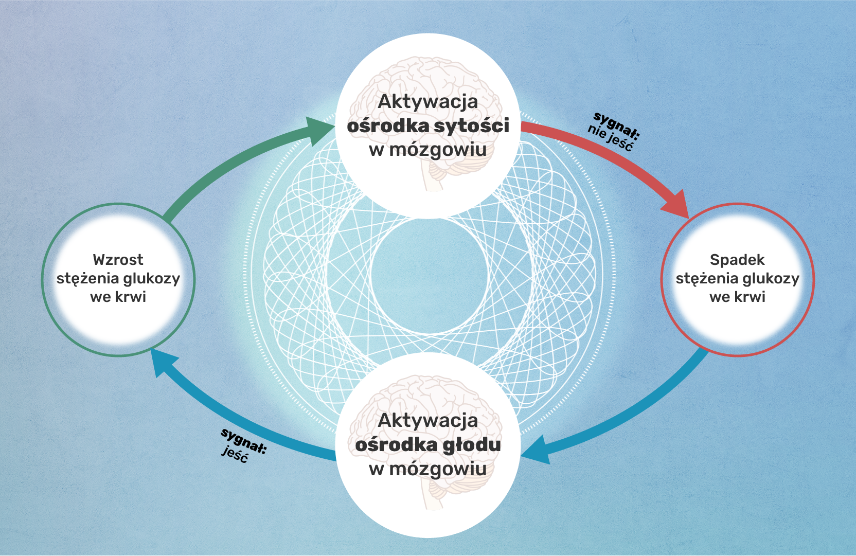 Schemat przedstawia regulację stężenie glukozy we krwi. Prezentuje się następująco. 1. Aktywacja ośrodka sytości w mózgu. Sygnał: nie jeść. 2. Spadek sytości glukozy we krwi 3. Aktywacja ośrodka głodu w mózgowiu. Sygnał: jeść. 4. Wzrost stężenia glukozy we krwi.