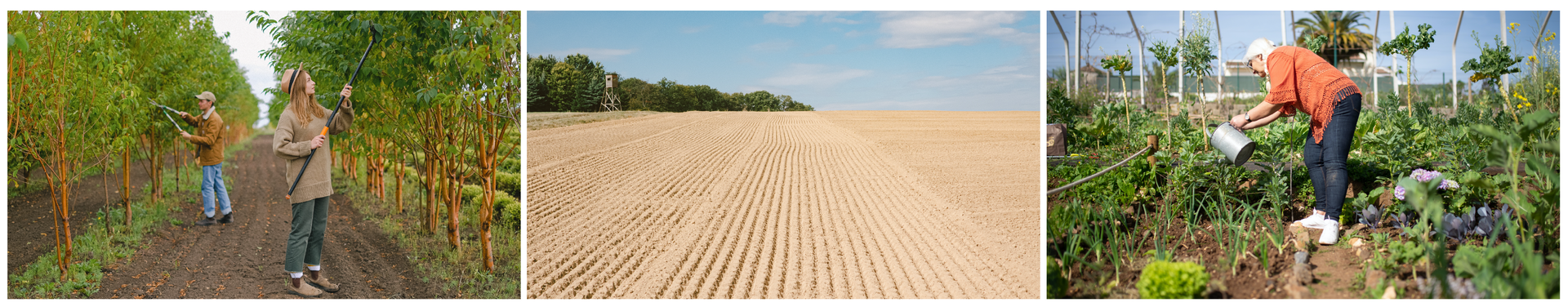 Ilustracja składa się z trzech zdjęć przedstawiających różne miejsca upraw. Na zdjęciu po lewej znajdują się dwie osoby, kobieta i mężczyzna w sadzie z drzewami owocowymi. Obcinają gałązki. Na środkowym zdjęciu widoczne jest puste, bardzo duże, piaszczyste pole. Na zdjęciu po prawej znajduje się kobieta z konewką w ogródku. Kobieta podlewa warzywa, które rosną na grządkach w ogrodzie.