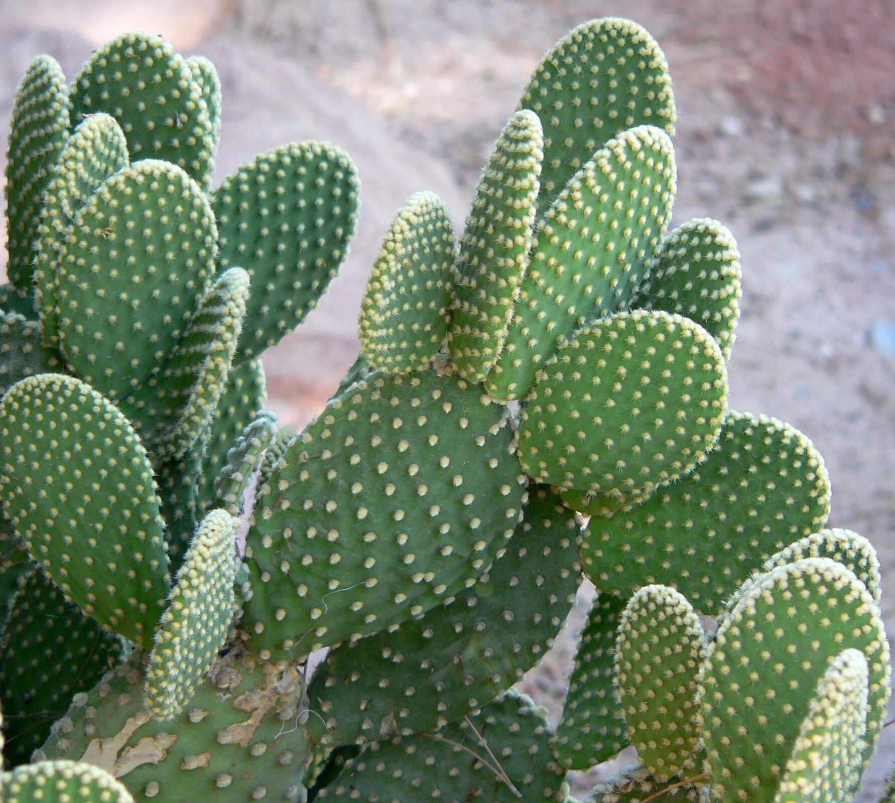 Ilustracja przedstawia owalne, spłaszczone pędy kaktuas opuncji. Są zielone, wyrastają z nich w pęczkach kloce.