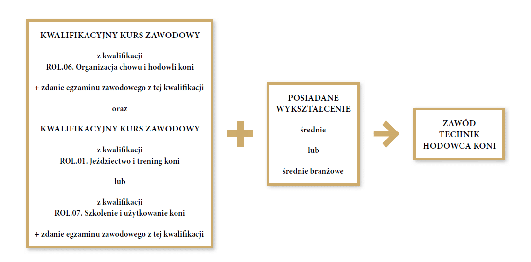 Grafika przedstawia ścieżkę możliwości kształcenia w zawodzie technik hodowca koni dla młodzieży szkół ponadpodstawowych i dla dorosłych. Pierwszym krokiem jest ukończenie kwalifikacyjnego kursu zawodowego z kwalifikacji er o el kropka. Zero sześć kropka. Organizacja chowu i hodowli koni i zdanie egzaminu zawodowego z tej kwalifikacji oraz kwalifikacyjny kurs zawodowy z kwalifikacji er o el kropka zero jeden kropka. Jeździectwo i trening koni lub z kwalifikacji er o el kropka zero siedem kropka. Szkolenie i użytkowanie koni i zdanie egzaminu z tej kwalifikacji. Drugim krokiem jest posiadanie wykształcenia średniego lub średniego branżowego. Pozwoli to na uzyskanie zawodu technika hodowcy koni.