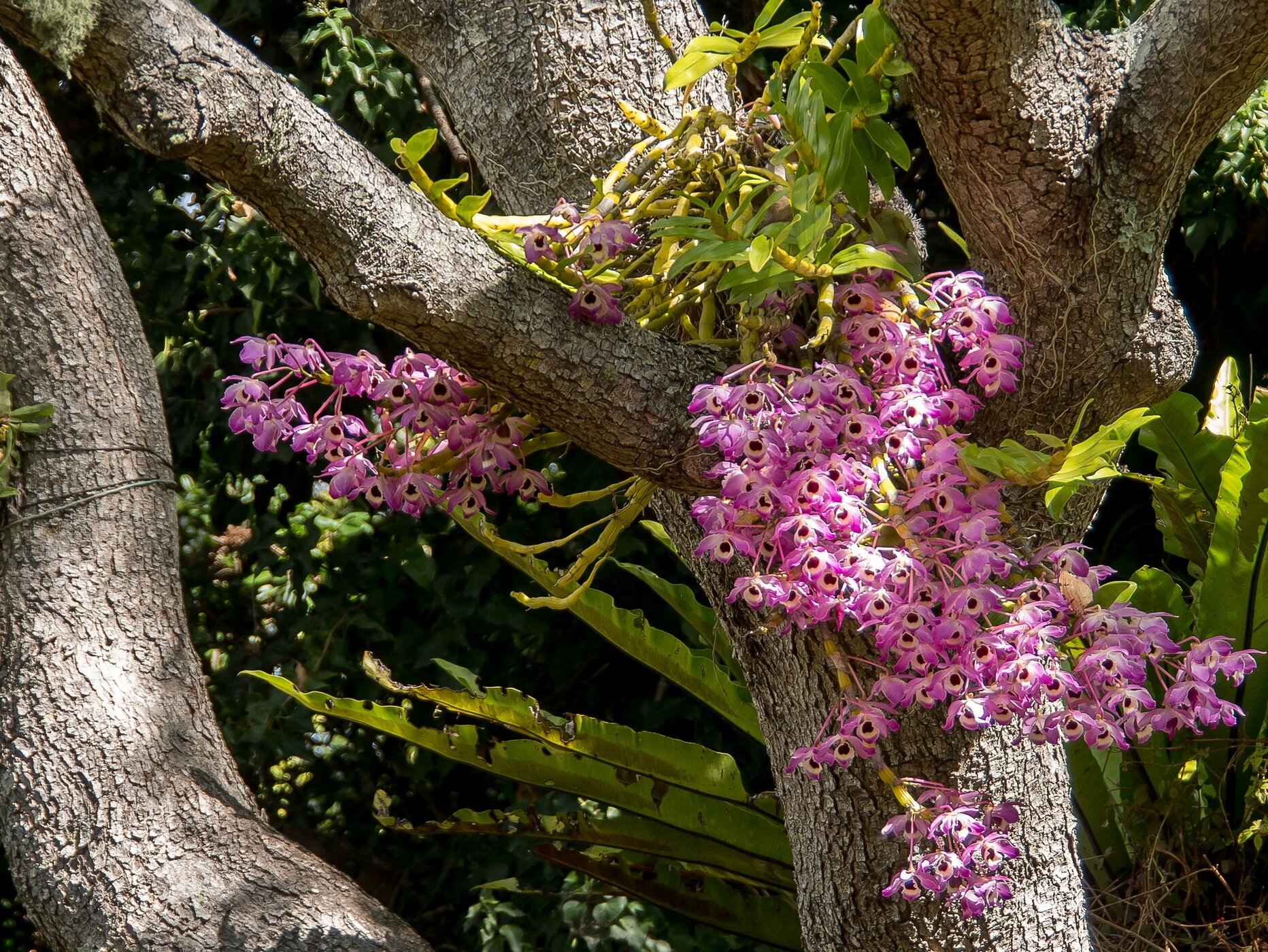 Na fotografii widnieje brązowy, szeroki pień drzewa, na którym widoczne są rozległe kwiatostany pełne drobnych, różowych kwiatków obok których znajdują się długie, zielone liście.
