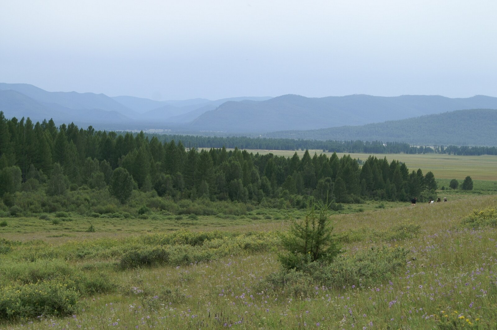 Zdjęcie przedstawia lasostep. Lekko pagórkowaty teren pokryty bujną roślinnością trawiastą, a także porośnięty w znacznej części lasami iglastymi. W oddali liczne zalesione wzgórza.