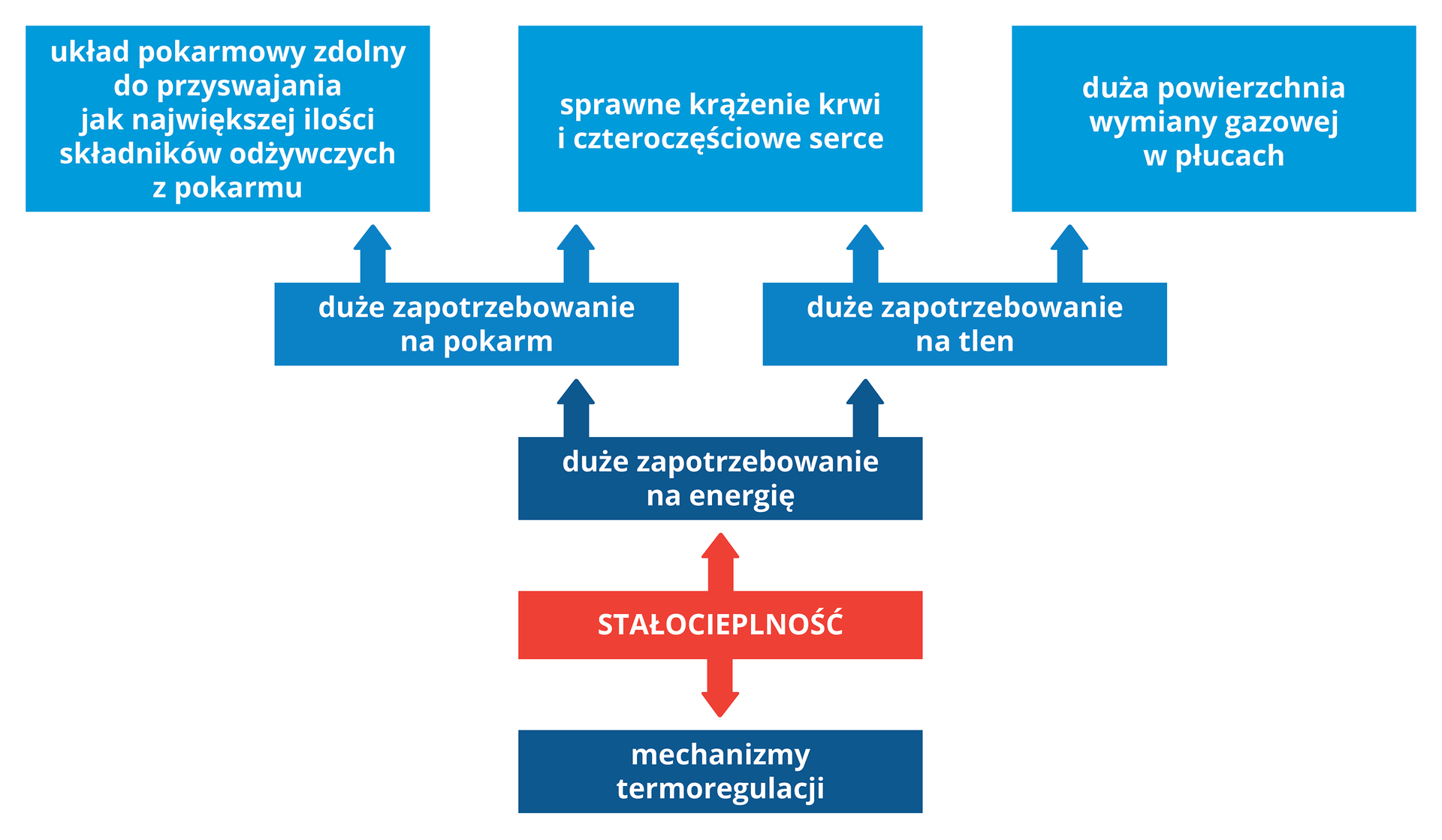 Ilustracja przedstawia schemat warunków uzyskania stałocieplności, złożony z siedmiu niebieskich i jednego czerwonego prostokąta z napisem: stałocieplność. Stałocieplność wymaga mechanizmów termoregulacji oraz dużego zapotrzebowania na energię. Duże zapotrzebowanie na energię skutkuje dużym zapotrzebowaniem na pokarm oraz dużym zapotrzebowaniem na tlen. Duże zapotrzebowanie na pokarm wymaga układu pokarmowego zdolnego do przyswajania jak największej ilości składników odżywczych z pokarmu oraz sprawnego krążenia krwi i czteroczęściowego serca. Duże zapotrzebowanie na tlen również wymaga sprawnego krążenia i czteroczęściowego serca. Ponadto wymaga dużej powierzchni gazowej w płucach.