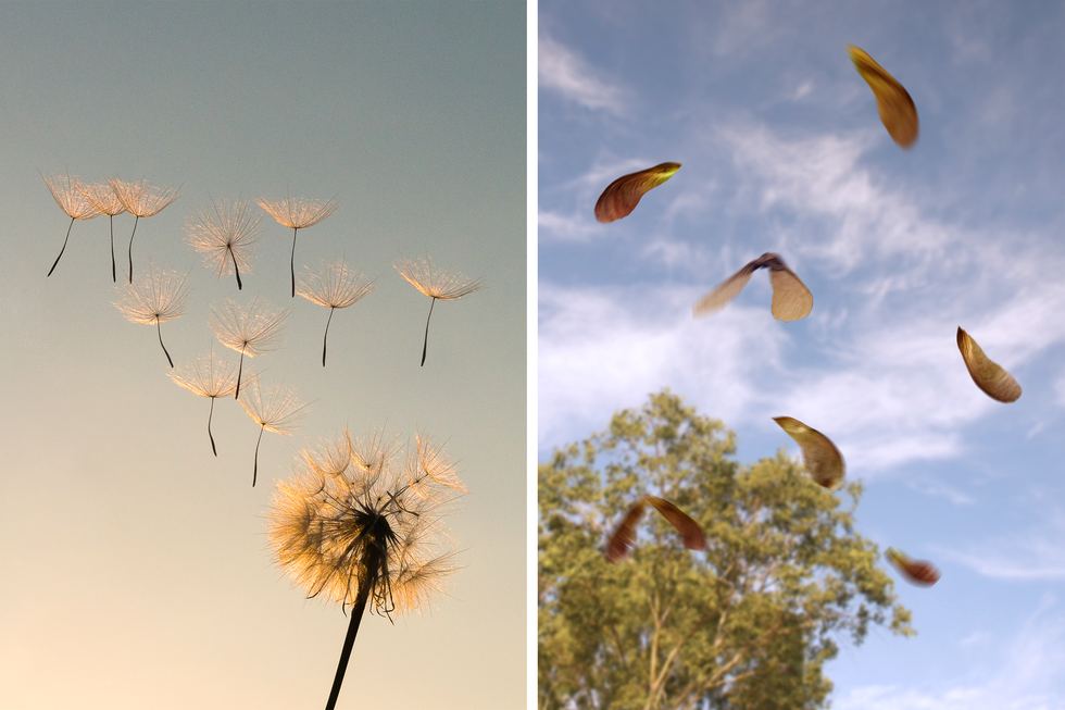 Fotografie przedstawiają nasiona, rozsiewane przez wiatr. Z lewej z kuli dmuchawca unoszą się ciemne nasionka, przymocowane do srebrzystych, delikatnych „parasolek” z włókienek. Z prawej z drzewa, znajdującego się w tle spadają brązowe nasiona zaopatrzone w „skrzydełka”.