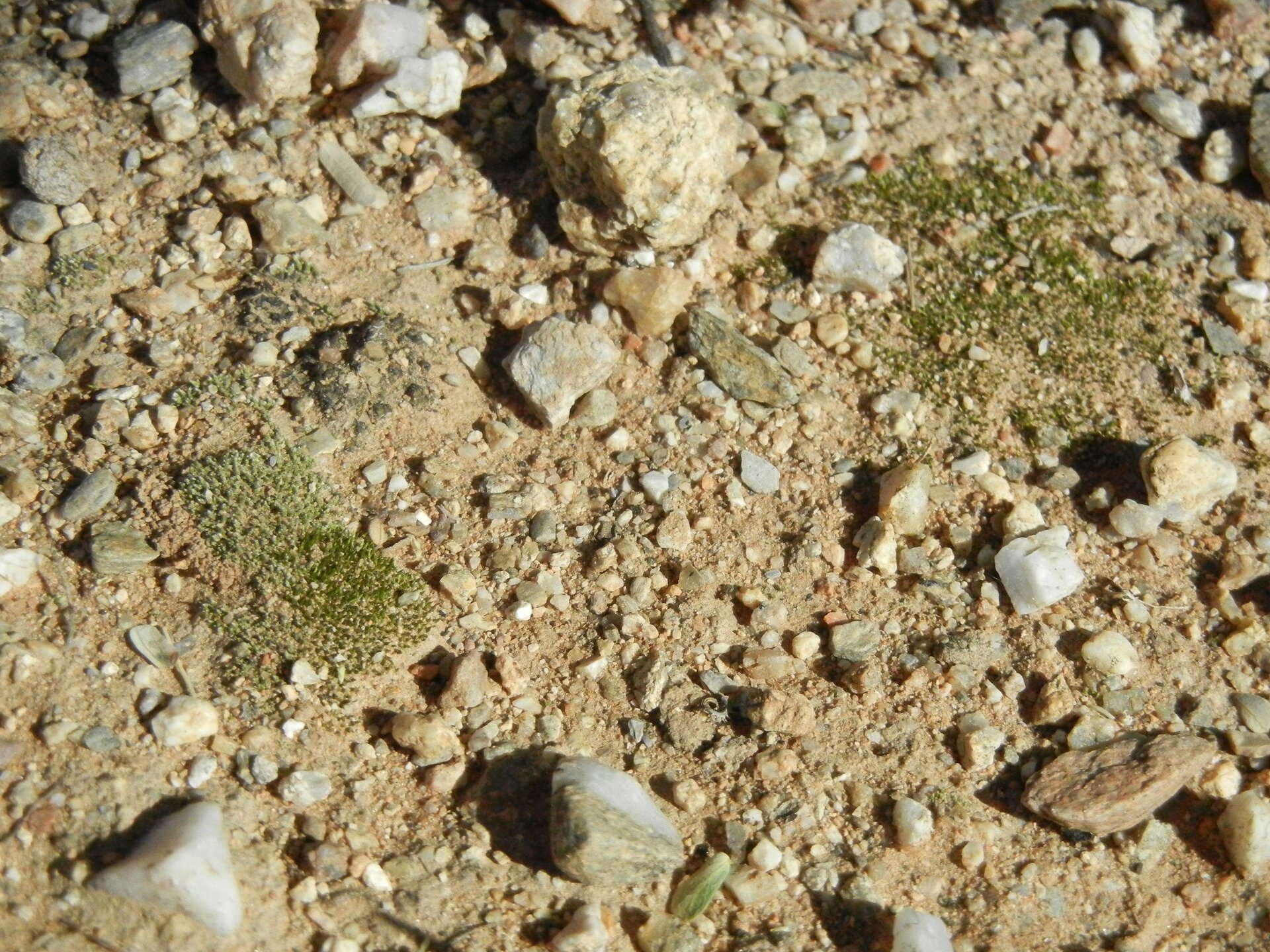 Na zdjęciu widoczna jest kamienista powierzchnia kamienistej gleby. Oprócz brązowych, żółtych i białych kamieni oraz żółtego piasku widać także bardzo drobną, niewyrastającą ponad piasek zieleń.